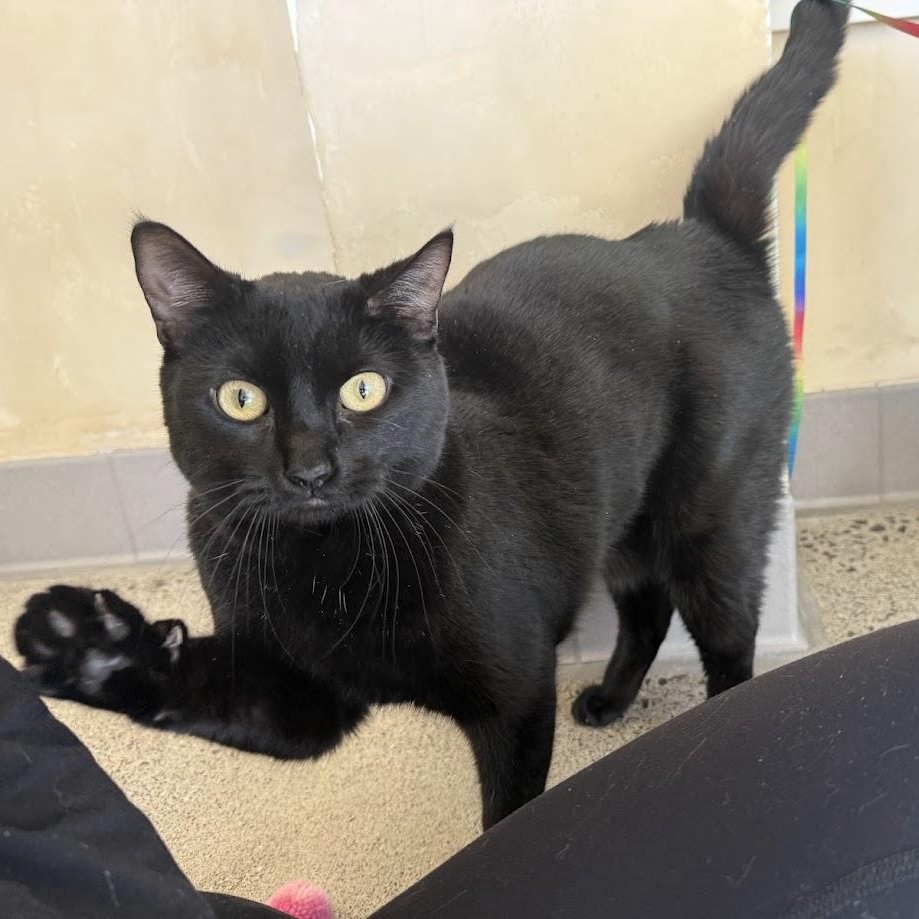 Enlarge Shinobi Maserati, an adoptable Domestic Short Hair in Berkeley, CA image 1/6