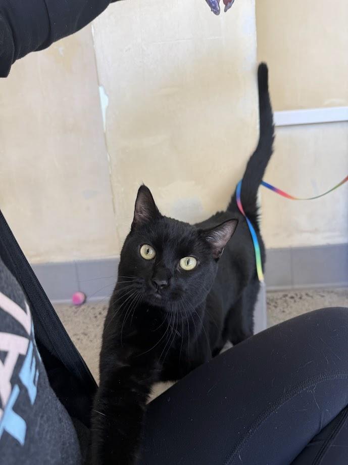 Enlarge Shinobi Maserati, an adoptable Domestic Short Hair in Berkeley, CA image 2/6