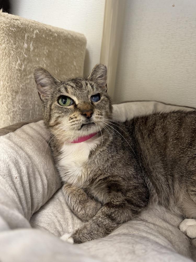 Enlarge Meemaw, a Adoptable mixed breed in Fort Walton Beach, FL image 1/1