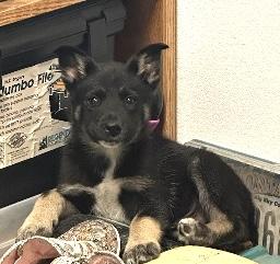 Gus, an adoptable German Shepherd Dog in Polson, MT, 59860 | Photo Image 5
