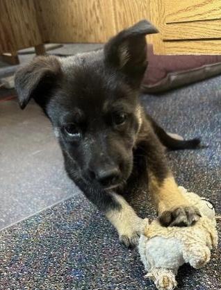 Gus, an adoptable German Shepherd Dog in Polson, MT, 59860 | Photo Image 4