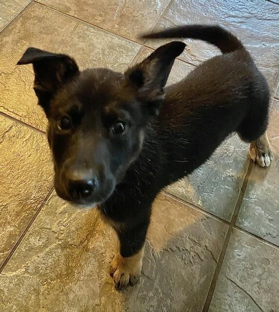 Gus, an adoptable German Shepherd Dog in Polson, MT, 59860 | Photo Image 2