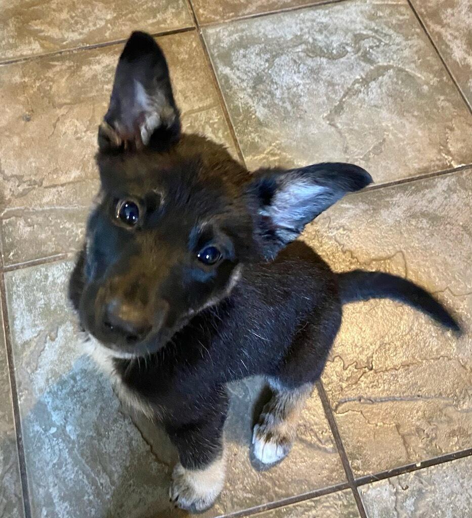 Gus, an adoptable German Shepherd Dog in Polson, MT, 59860 | Photo Image 3