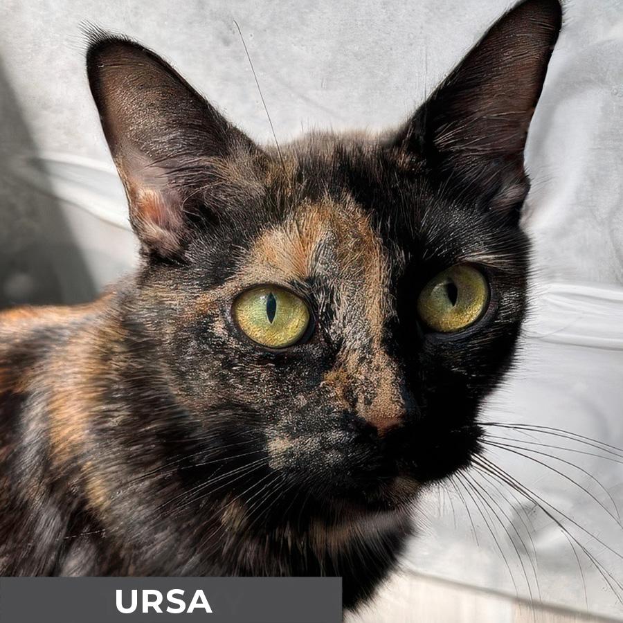 Ursa, a Adoptable Domestic Short Hair in Etobicoke, ON image 1/3