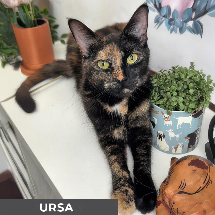Ursa, a Adoptable Domestic Short Hair in Etobicoke, ON image 3/3