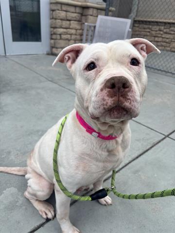 SLUSHIE, Adoptable, Adult Female Shar-Pei & Mixed Breed.