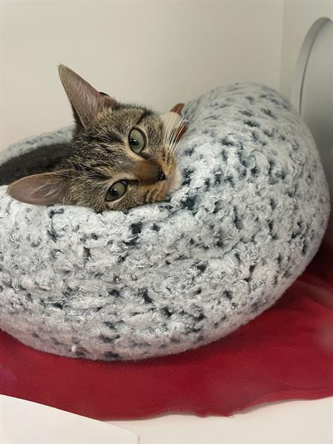 TSAREENA, Adoptable, Kitten Female Domestic Short Hair.