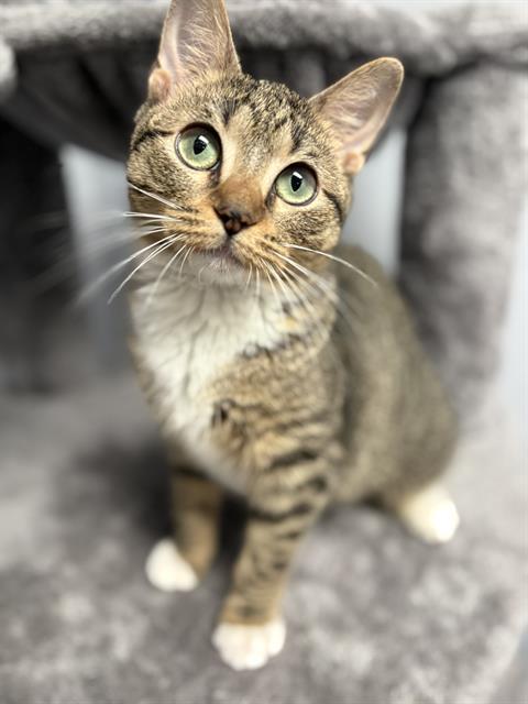 TSAREENA, Adoptable, Kitten Female Domestic Short Hair.