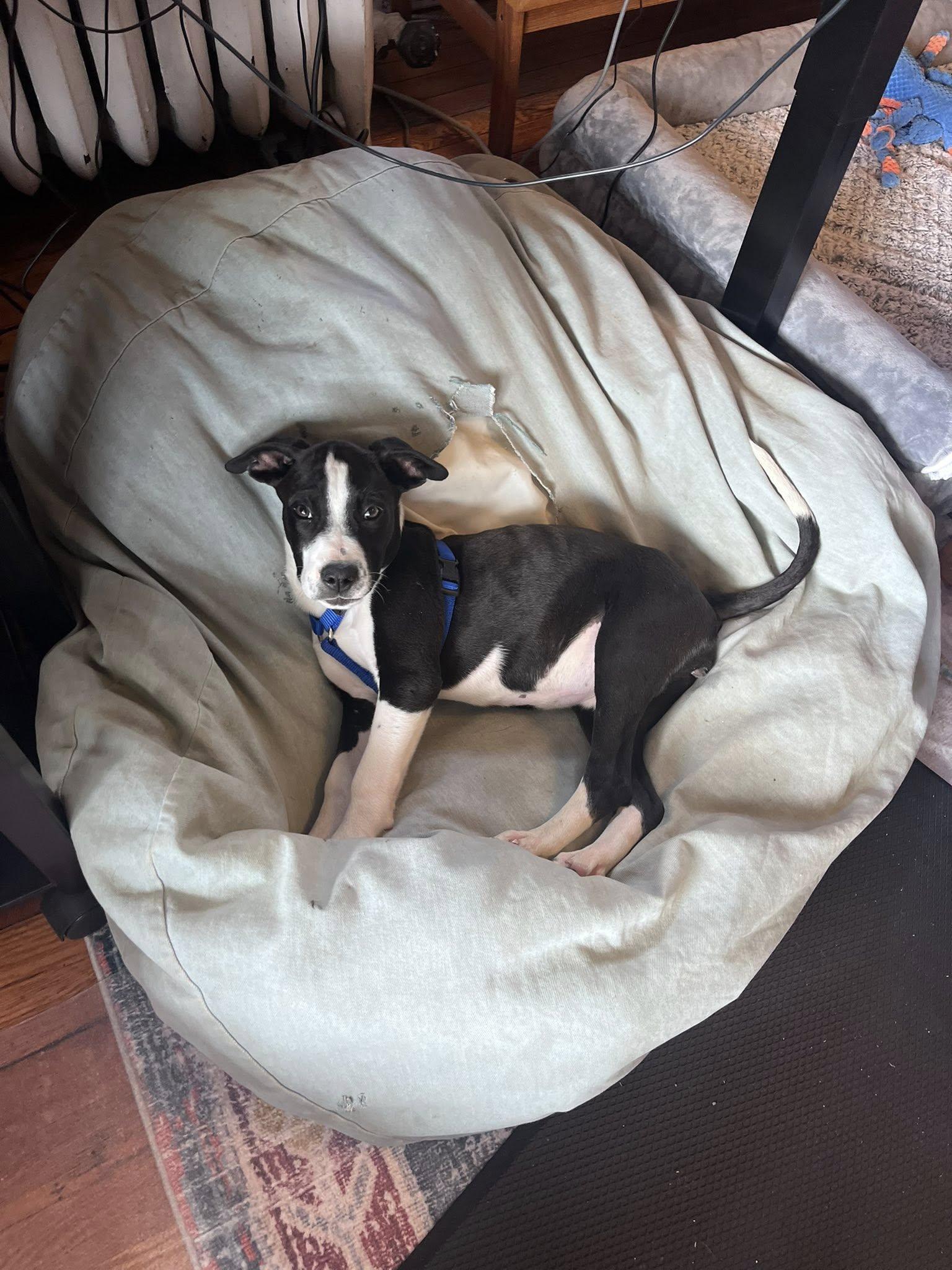 Apollo (16wo,19lbs), Adoptable, Puppy Female Hound & Terrier.