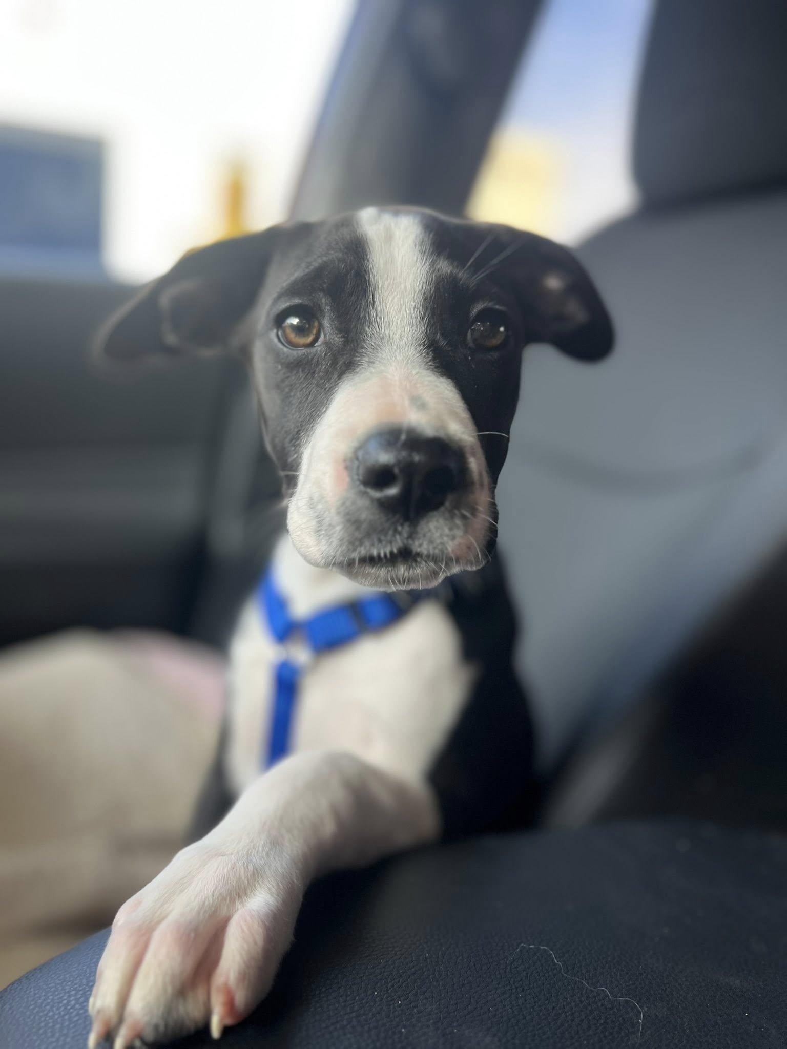 Enlarge Apollo (16wo,19lbs), a Adoptable mixed breed in Hinton, WV image 2/3