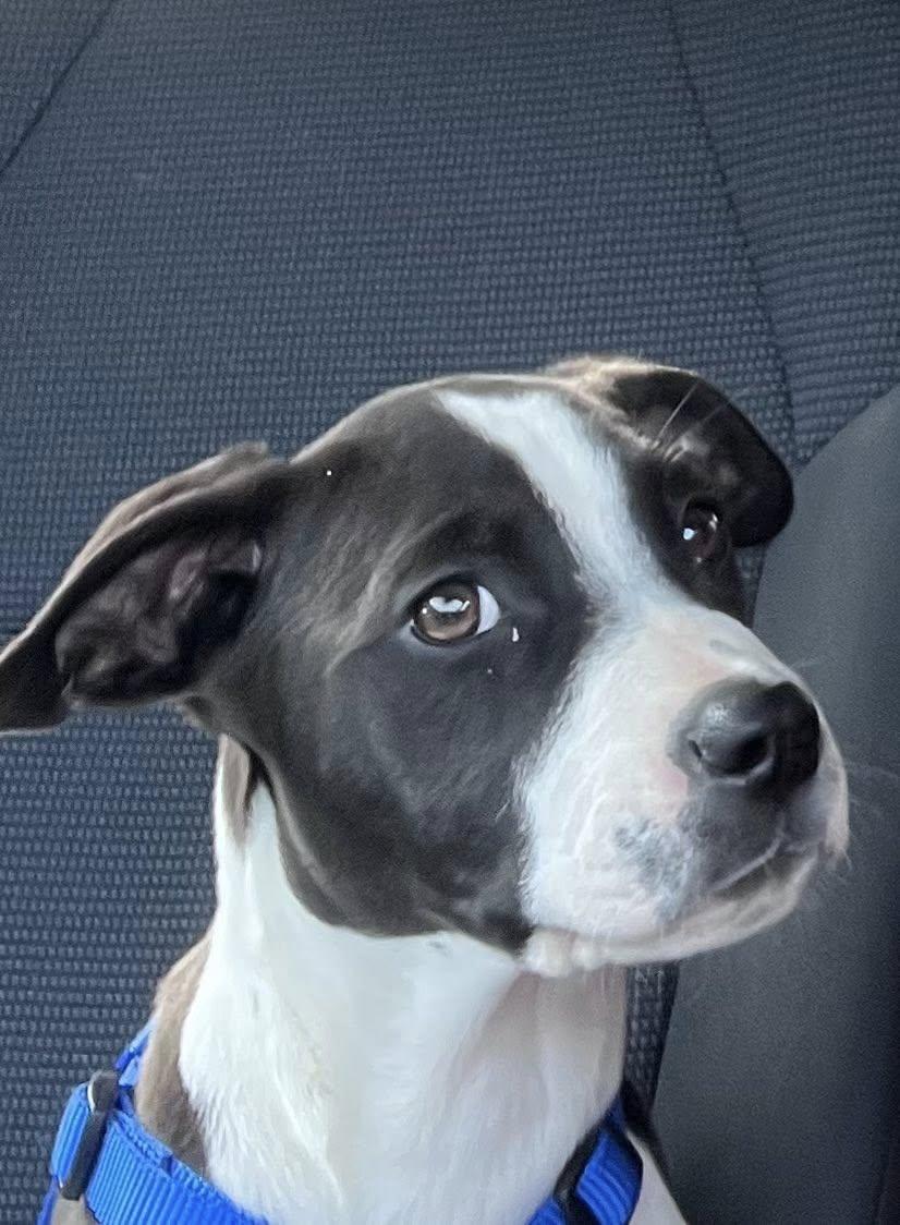 Enlarge Apollo (16wo,19lbs), a Adoptable mixed breed in Hinton, WV image 3/3