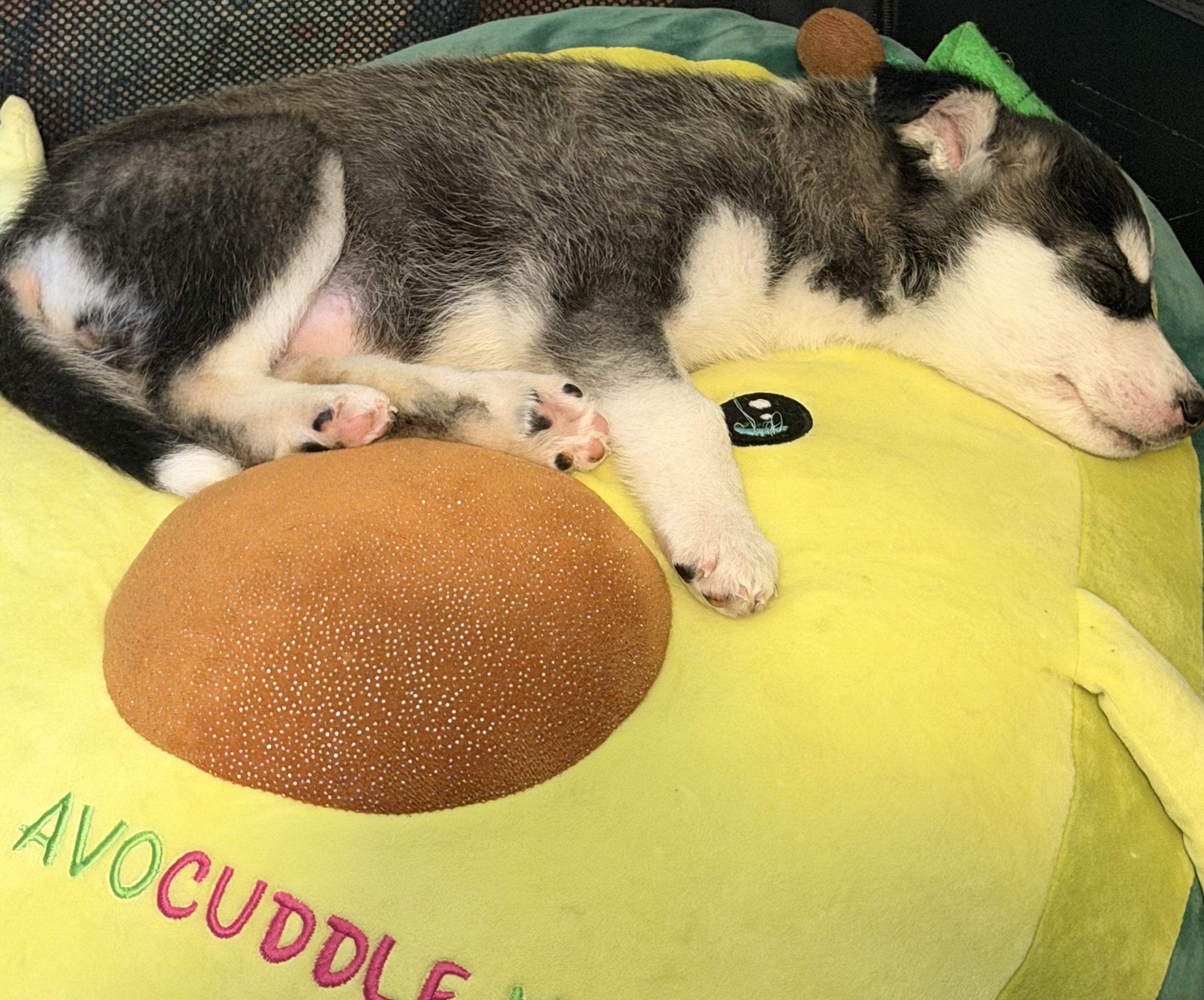 Enlarge Clover, a ADOPTABLE mixed breed in Sherman Oaks, CA image 4/6