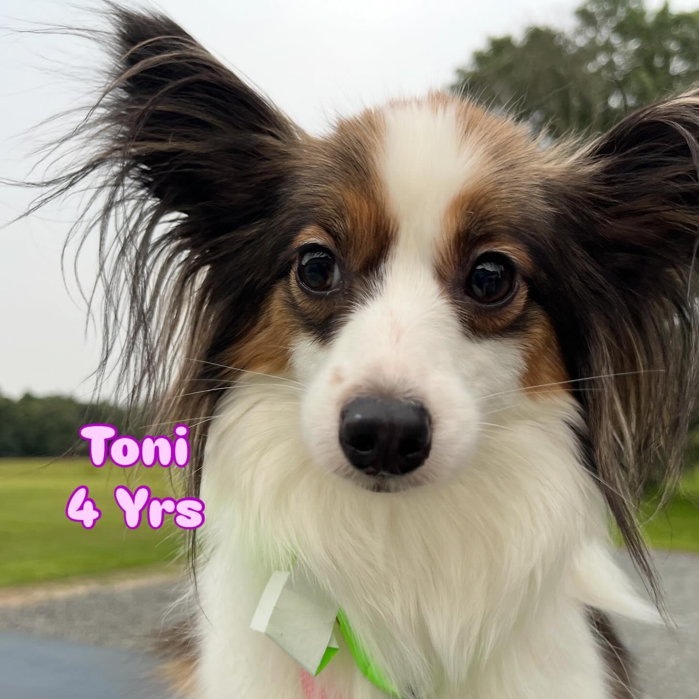 Toni, an adoptable Papillon in Egg Harbor City, NJ, 08215 | Photo Image 1