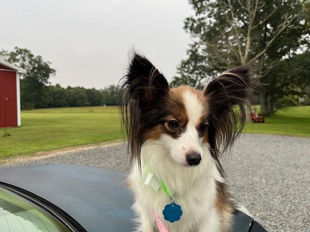 Toni, an adoptable Papillon in Egg Harbor City, NJ, 08215 | Photo Image 2