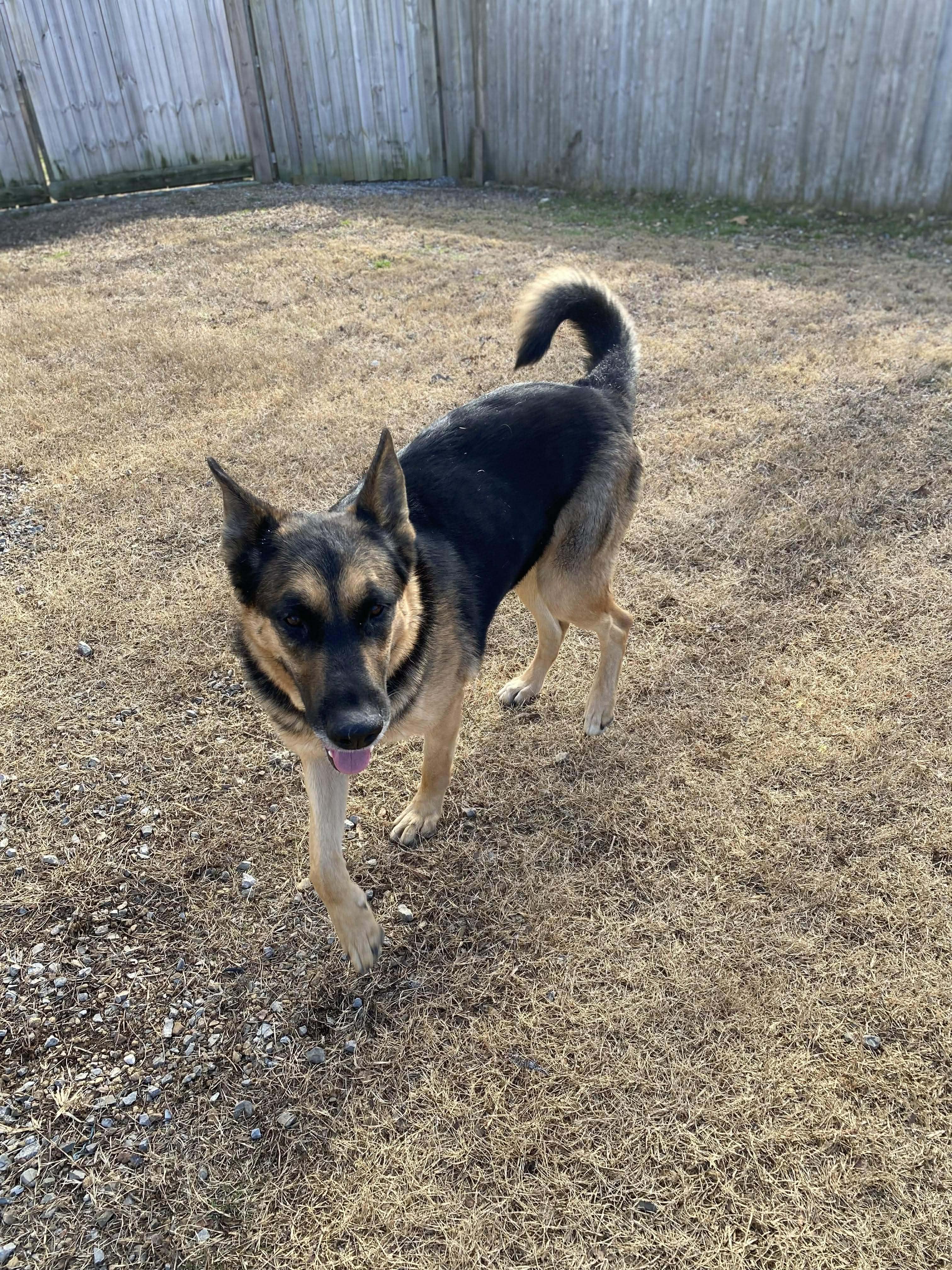 Enlarge Big Ben, a Adoptable German Shepherd Dog in West Greenwich, RI image 5/6