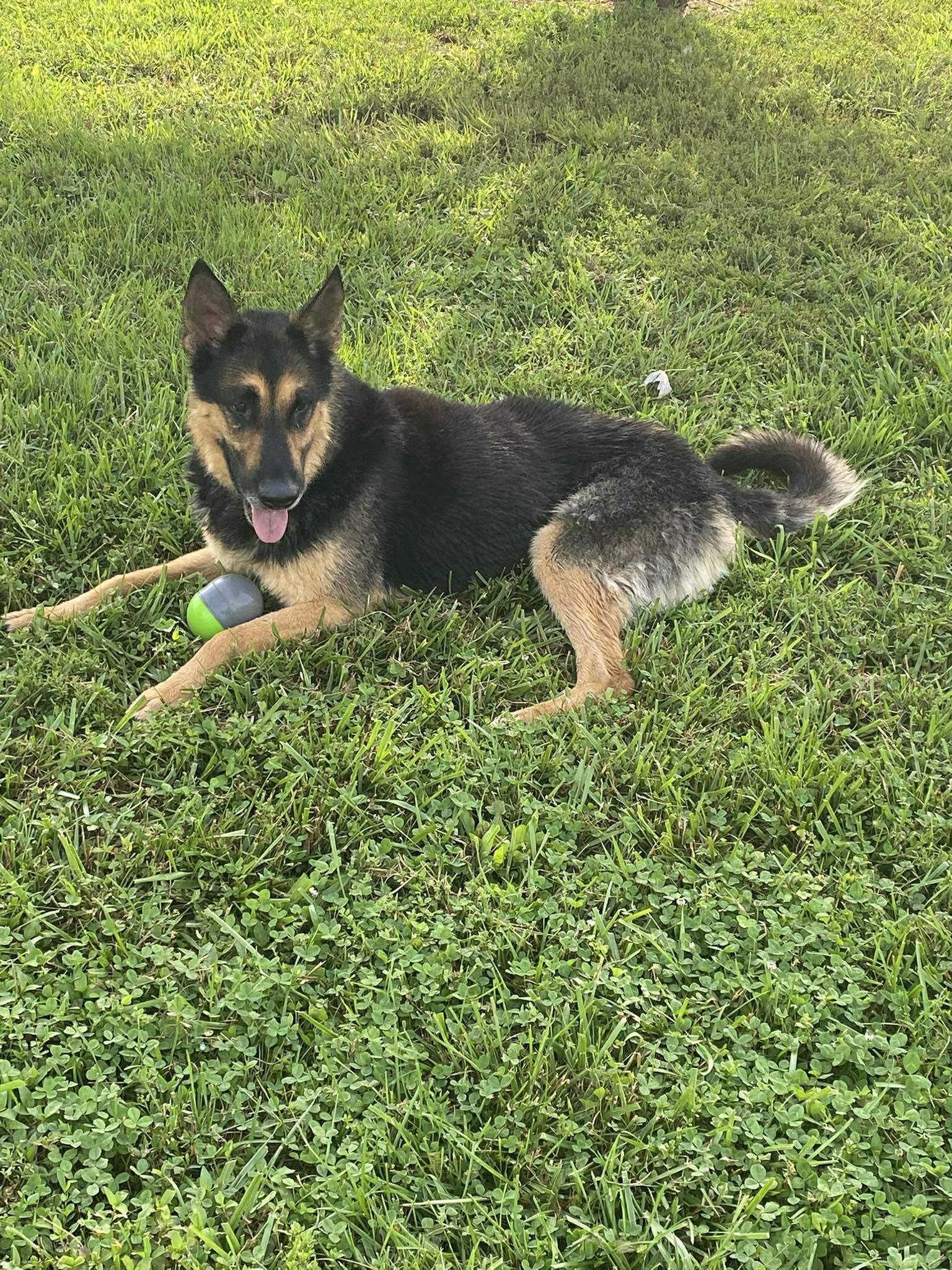 Enlarge Ben, a Adoptable German Shepherd Dog in West Greenwich, RI image 4/6