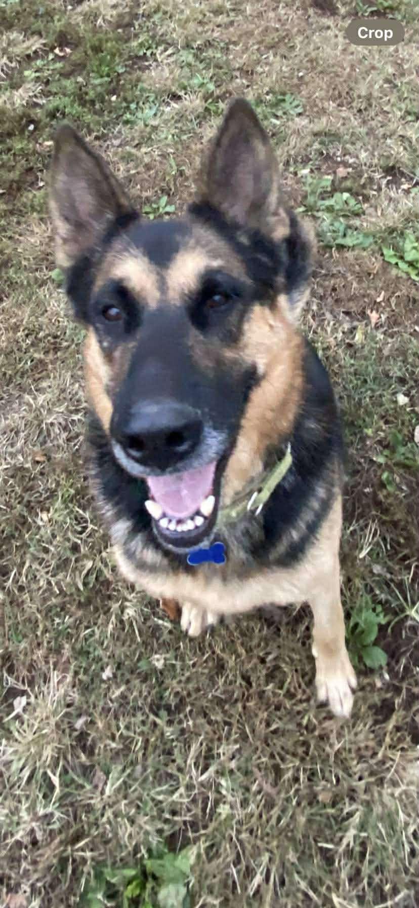 Ben, Adoptable, Adult Male German Shepherd Dog.