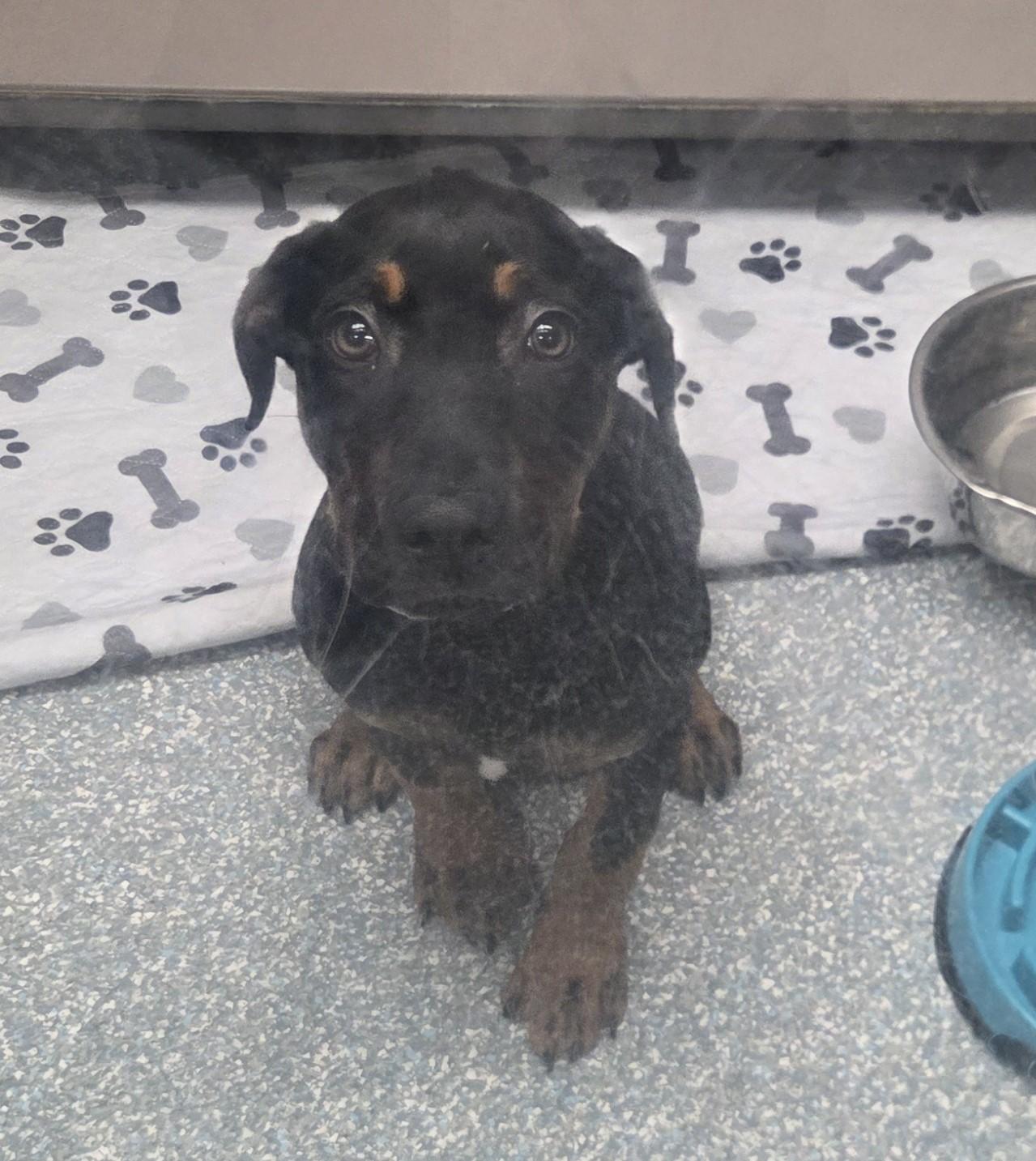 Enlarge Reeses, an adopted mixed breed in Allen, TX image 3/3