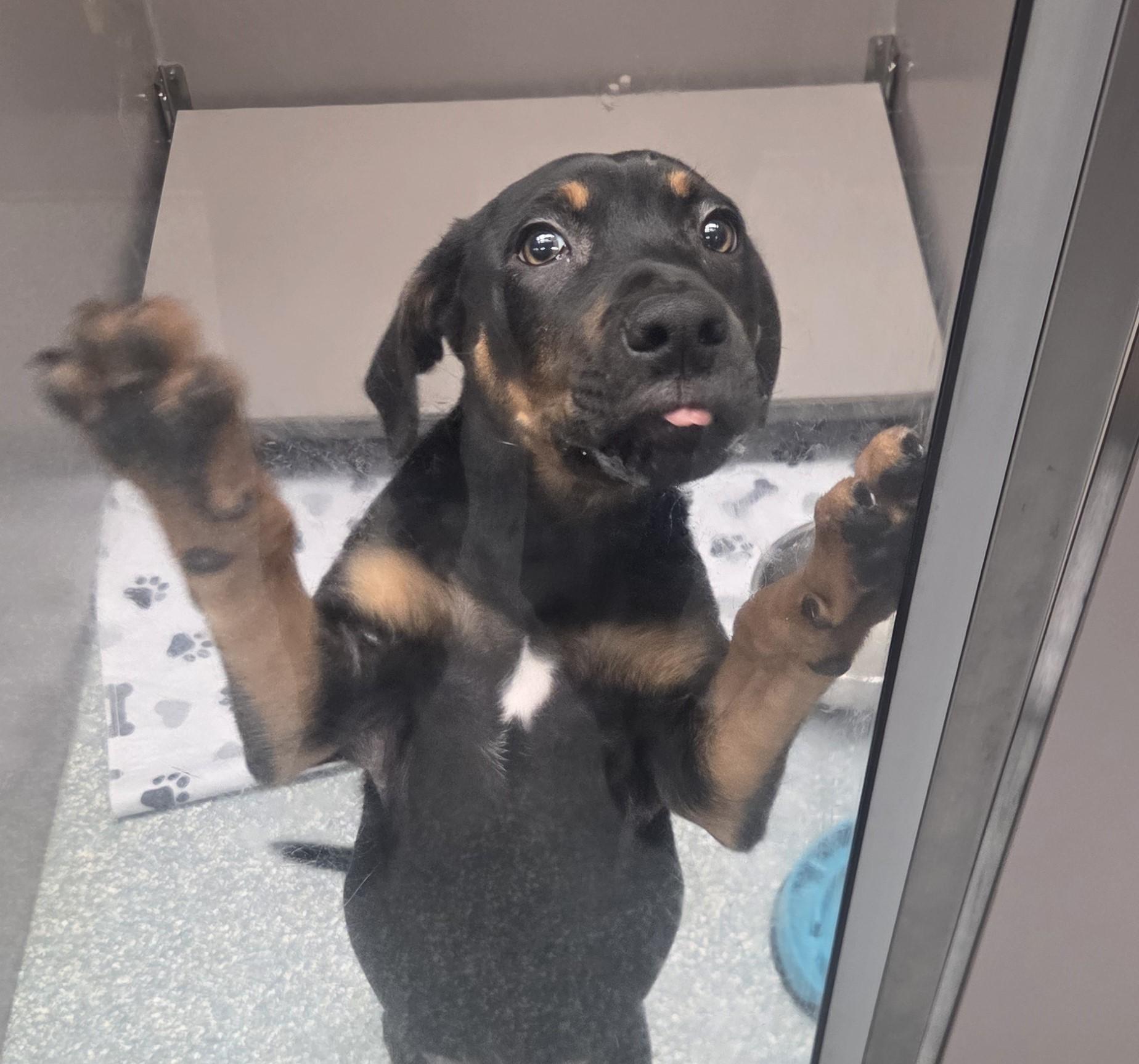 Enlarge Reeses, an adopted mixed breed in Allen, TX image 2/3