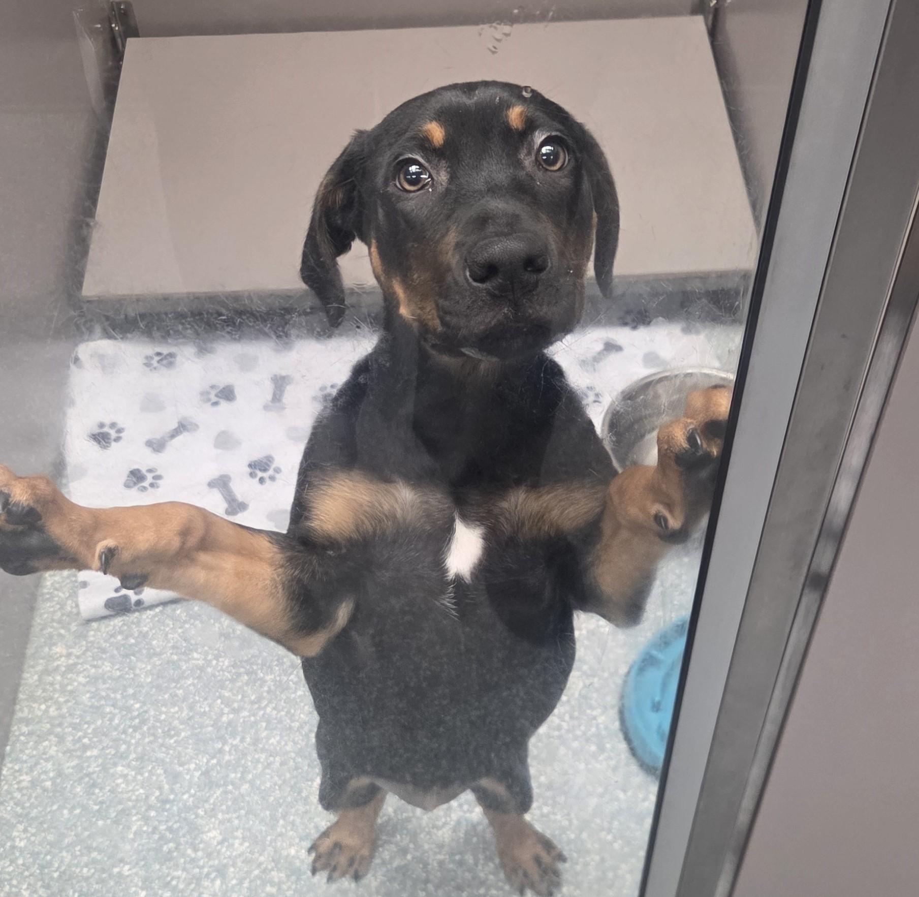 Reeses, adopted, Young Female Rottweiler.