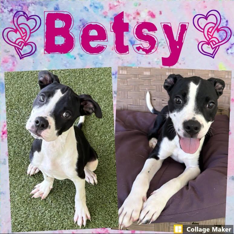 Enlarge Betsy, a ADOPTABLE mixed breed in Clearfield, PA image 1/1