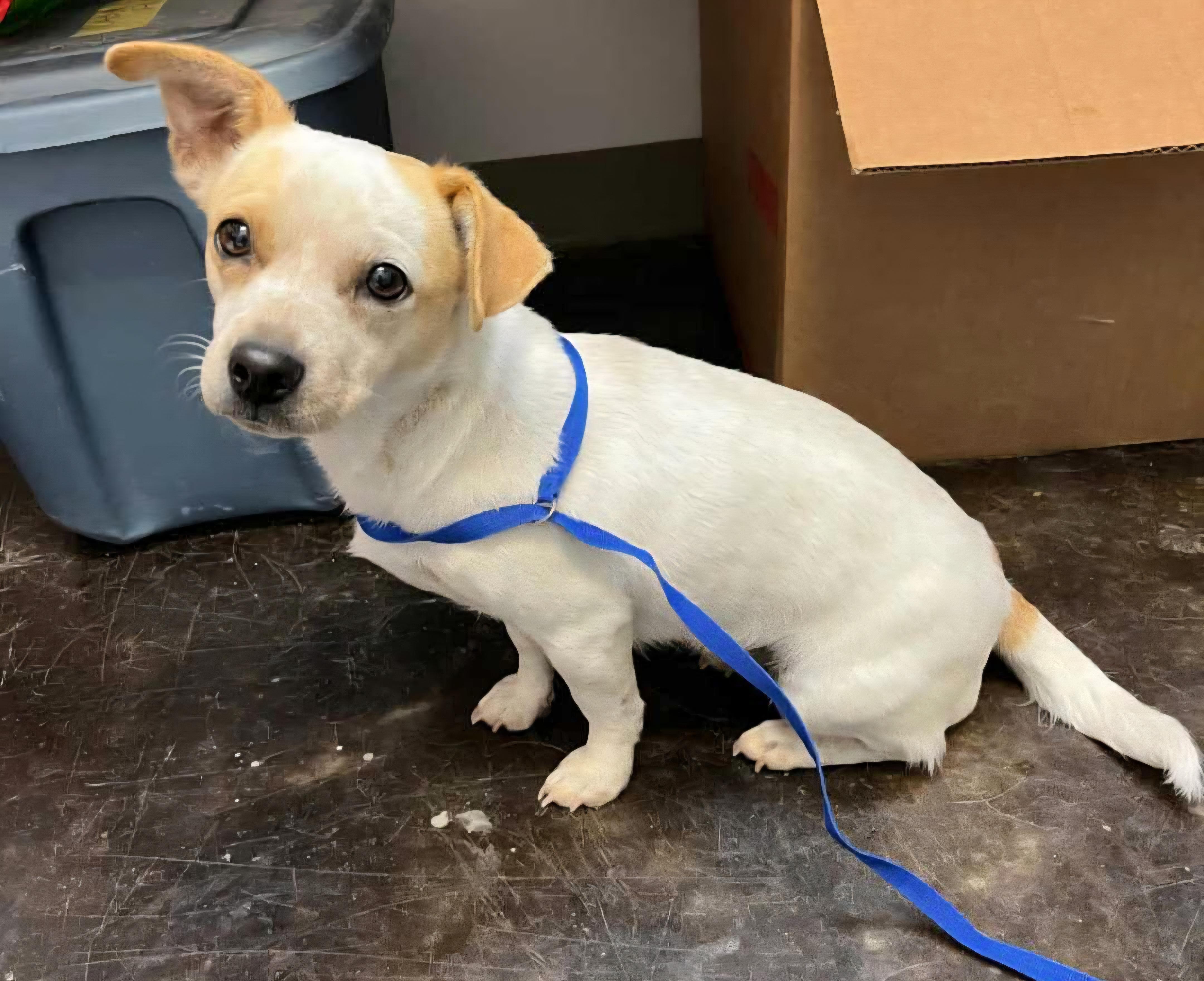 Enlarge Verna, a ADOPTABLE Mixed Breed in Cedar Rapids, IA image 5/6