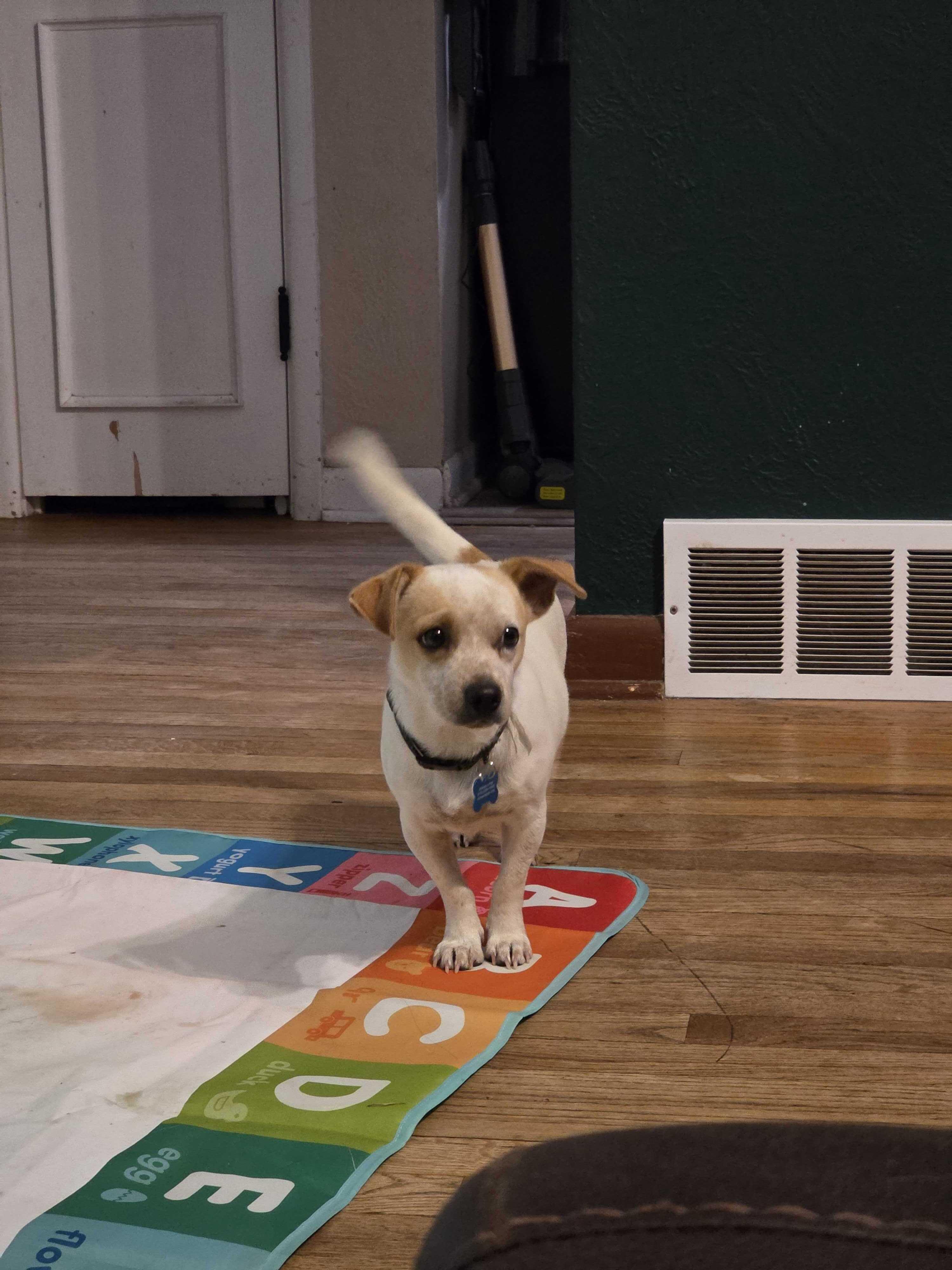 Enlarge Verna, a ADOPTABLE Mixed Breed in Cedar Rapids, IA image 2/6