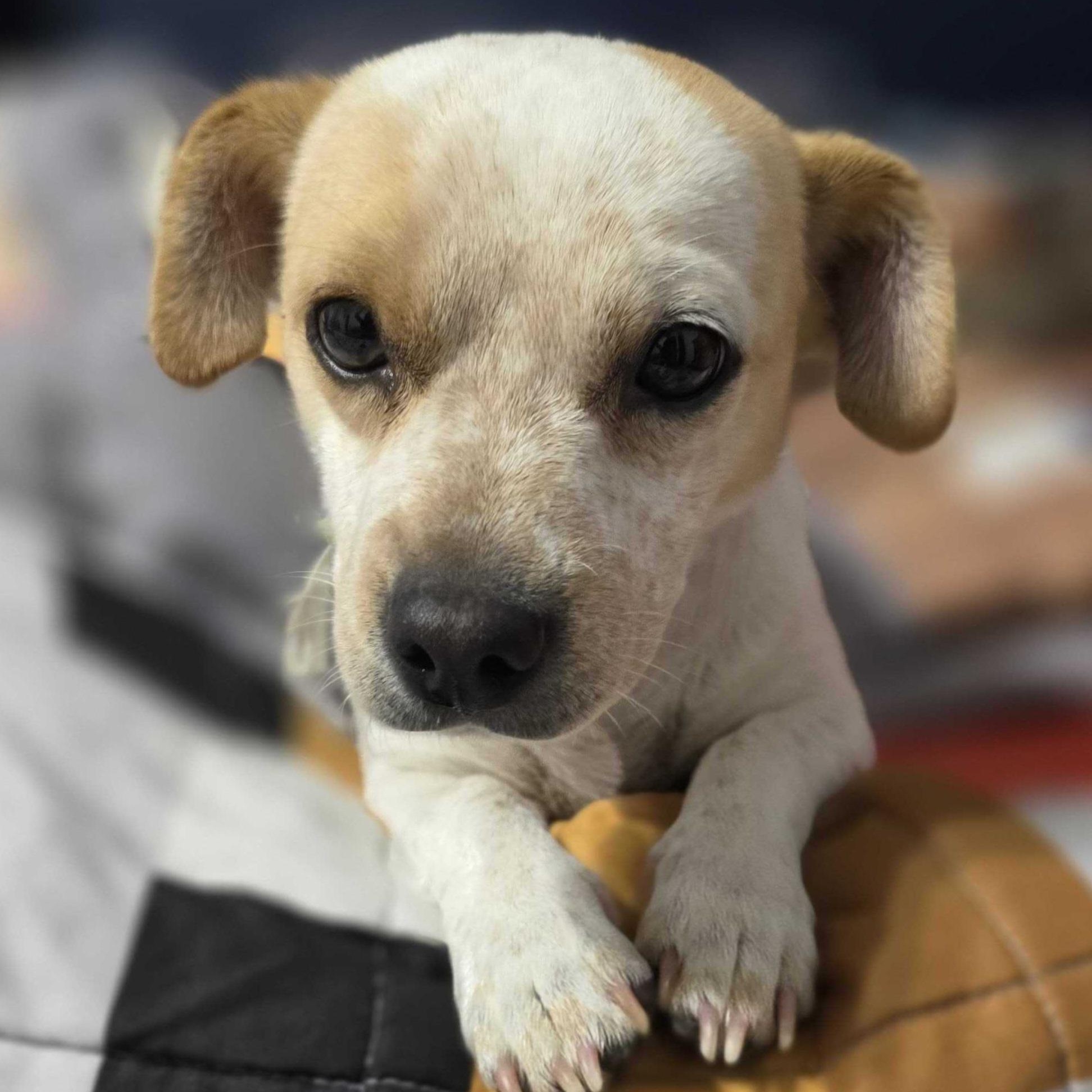 Verna, ADOPTABLE, Young Female Mixed Breed.