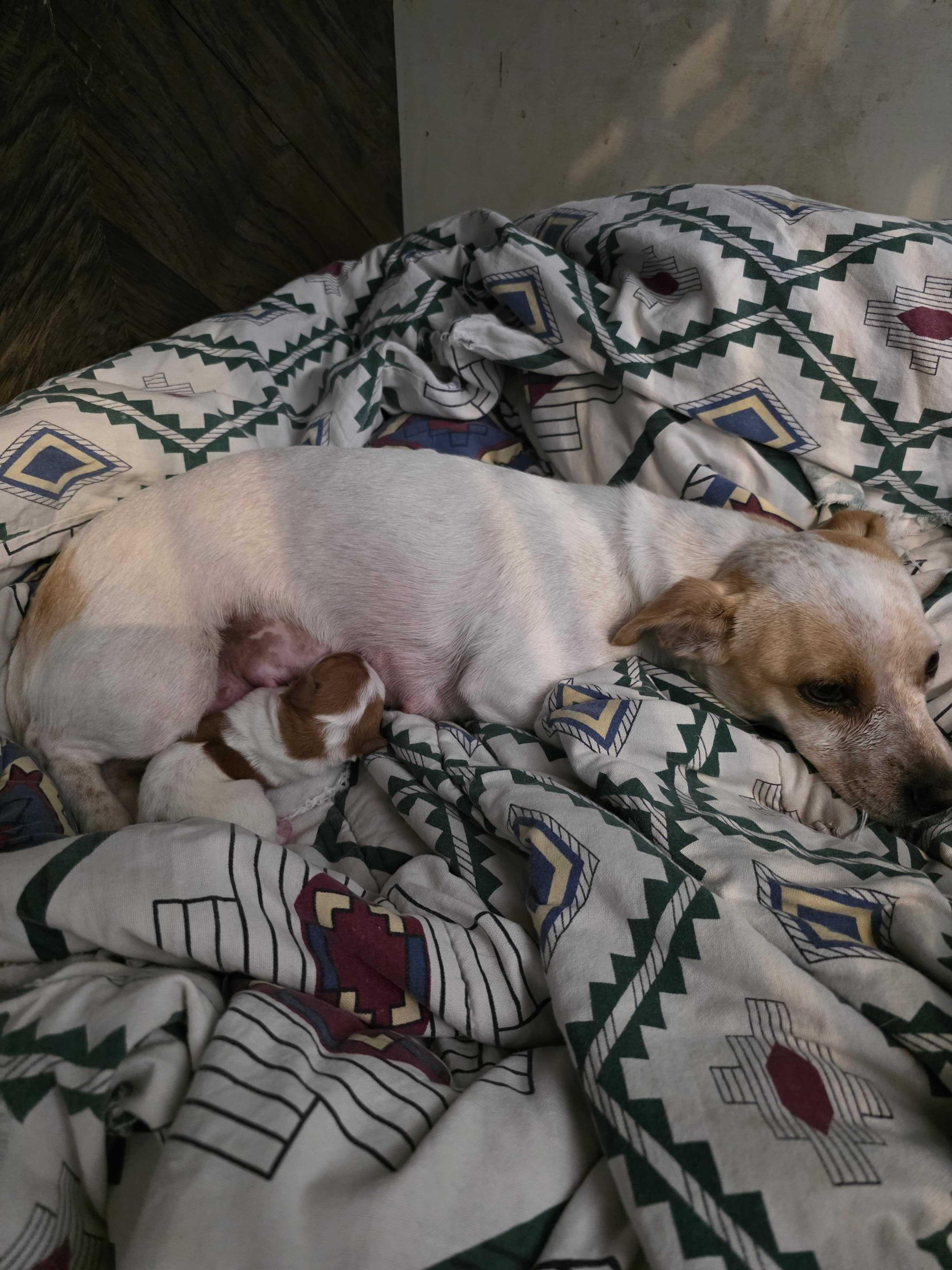 Enlarge Verna, a ADOPTABLE Mixed Breed in Cedar Rapids, IA image 3/6