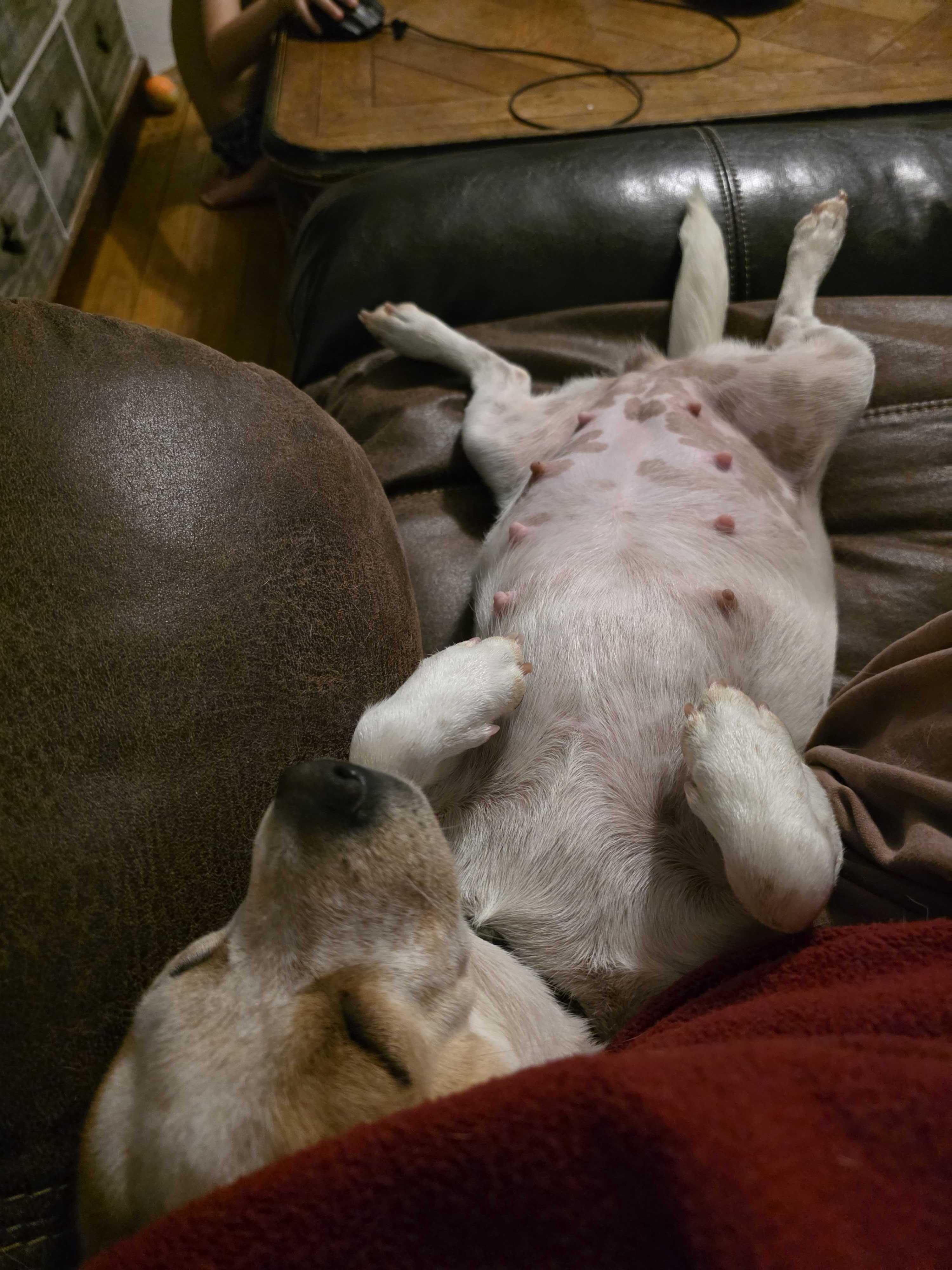 Enlarge Verna, a ADOPTABLE Mixed Breed in Cedar Rapids, IA image 6/6