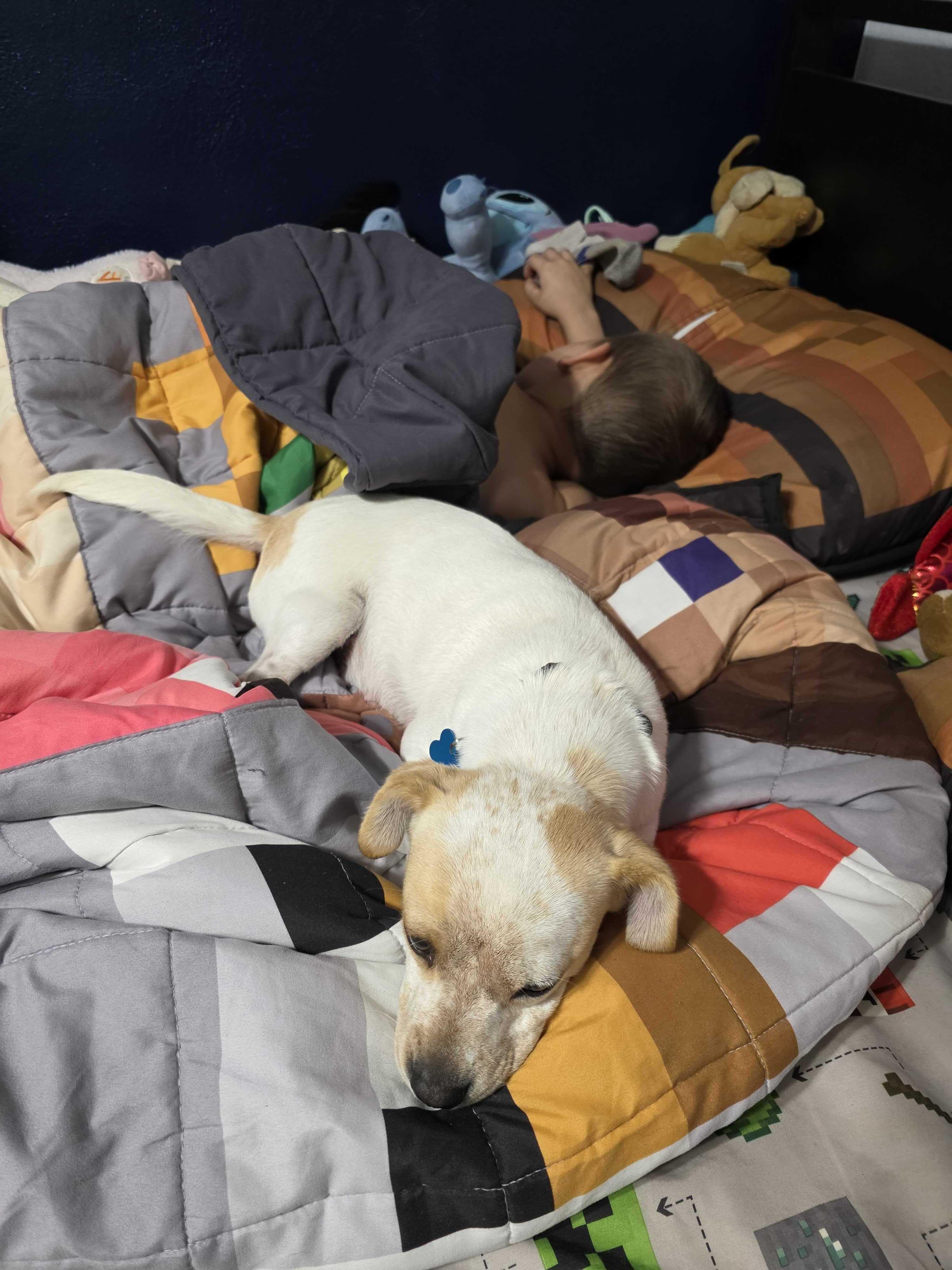 Enlarge Verna, a ADOPTABLE Mixed Breed in Cedar Rapids, IA image 4/6