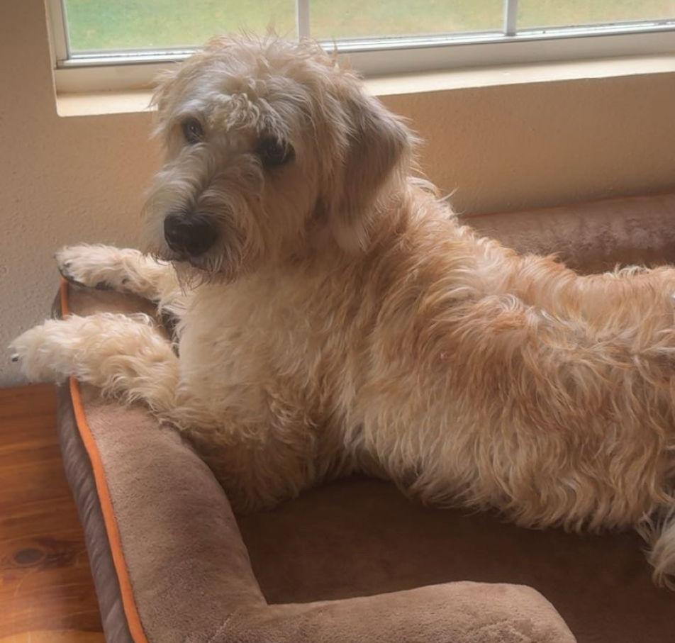 Enlarge Charley, a Adopted Poodle in Houston, TX image 1/3