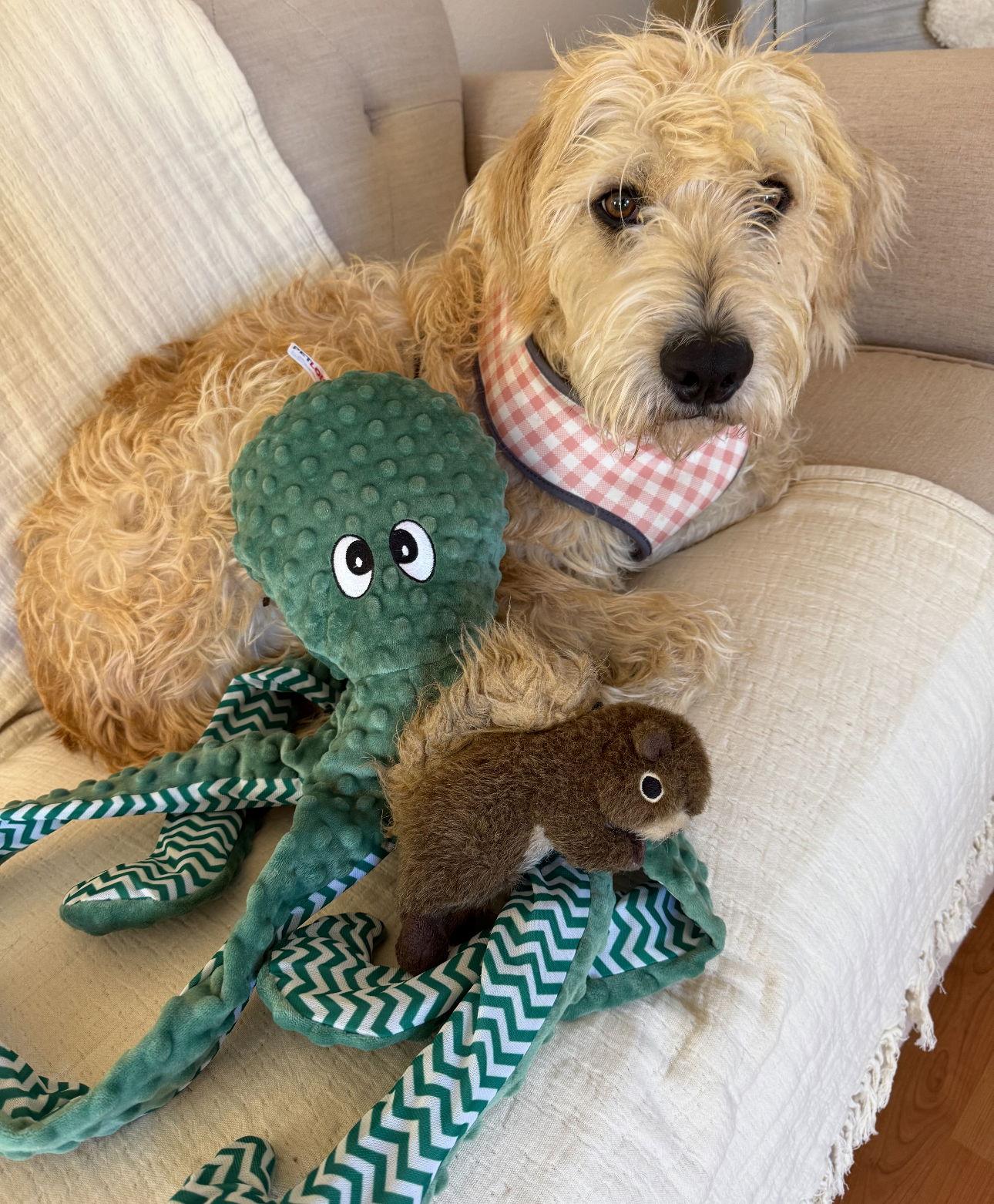 Enlarge Charley, a Adopted Poodle in Houston, TX image 2/3