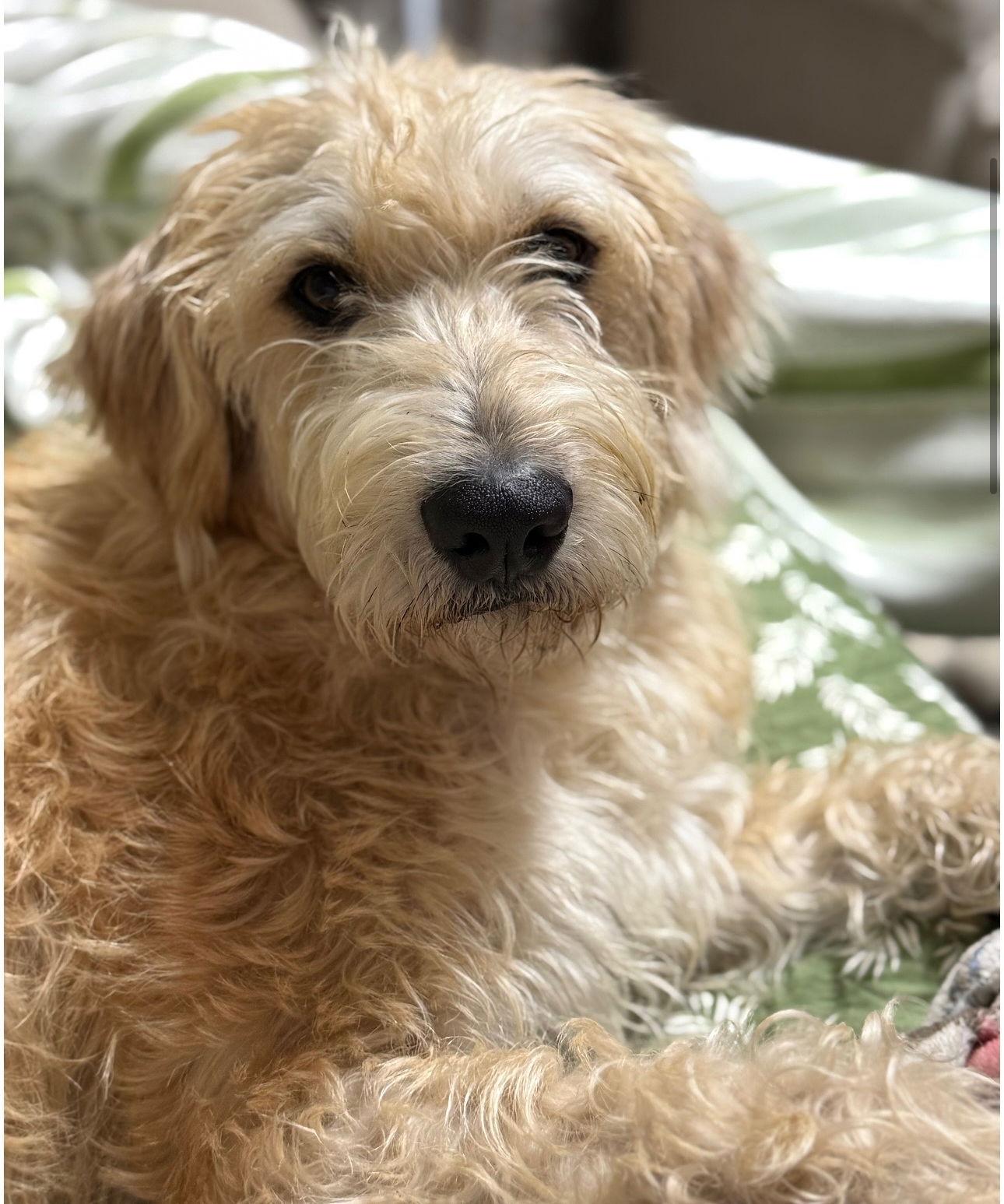 Enlarge Charley, a Adopted Poodle in Houston, TX image 3/3