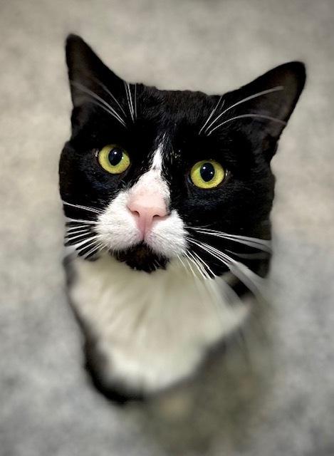 Enlarge Alfredo, a Adoptable Domestic Short Hair in Duxbury, MA image 1/2