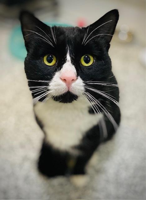 Enlarge Alfredo, a Adoptable Domestic Short Hair in Duxbury, MA image 2/2