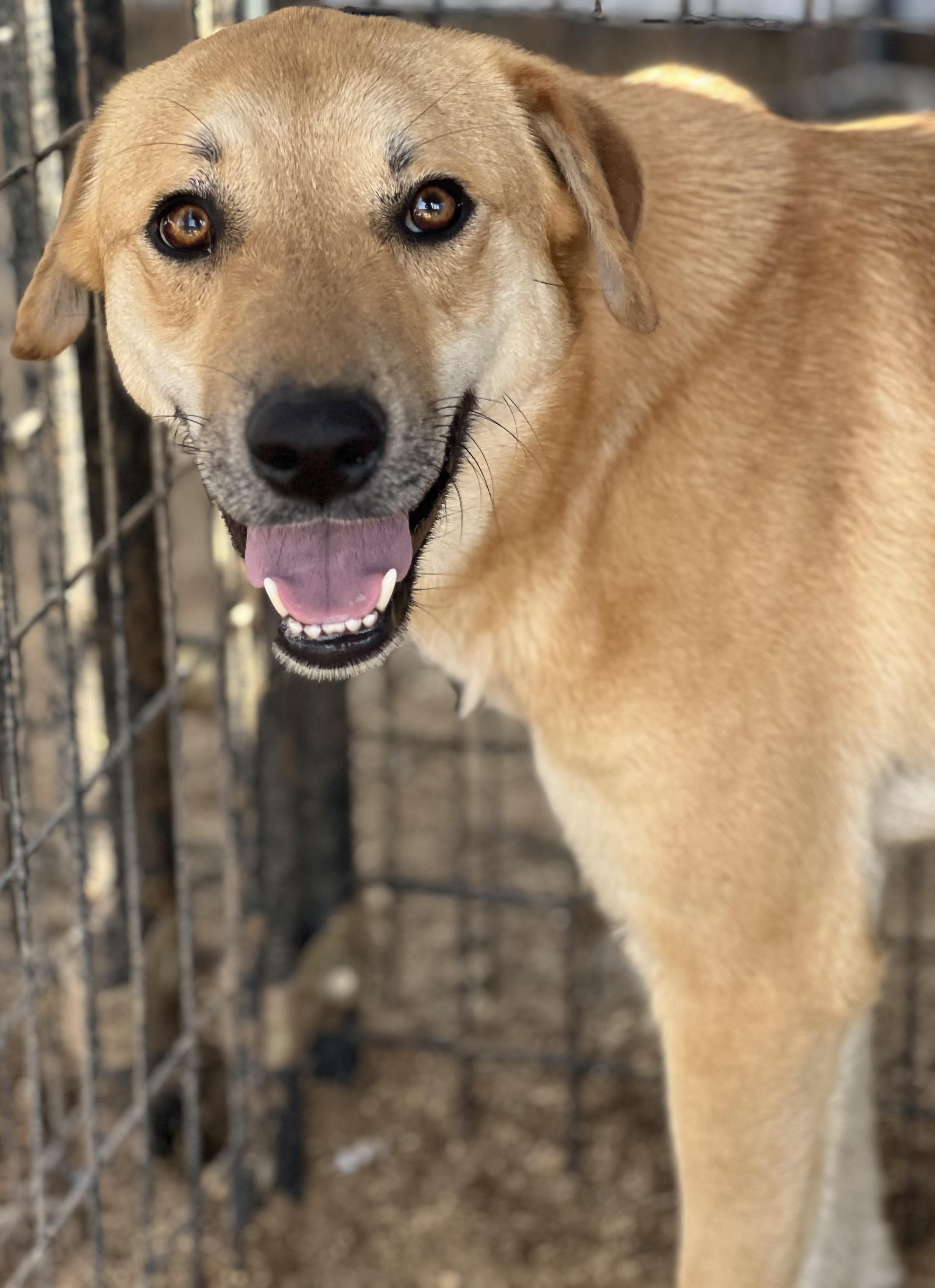 Enlarge Nesta, a Adoptable mixed breed in Grand Junction, CO image 1/3
