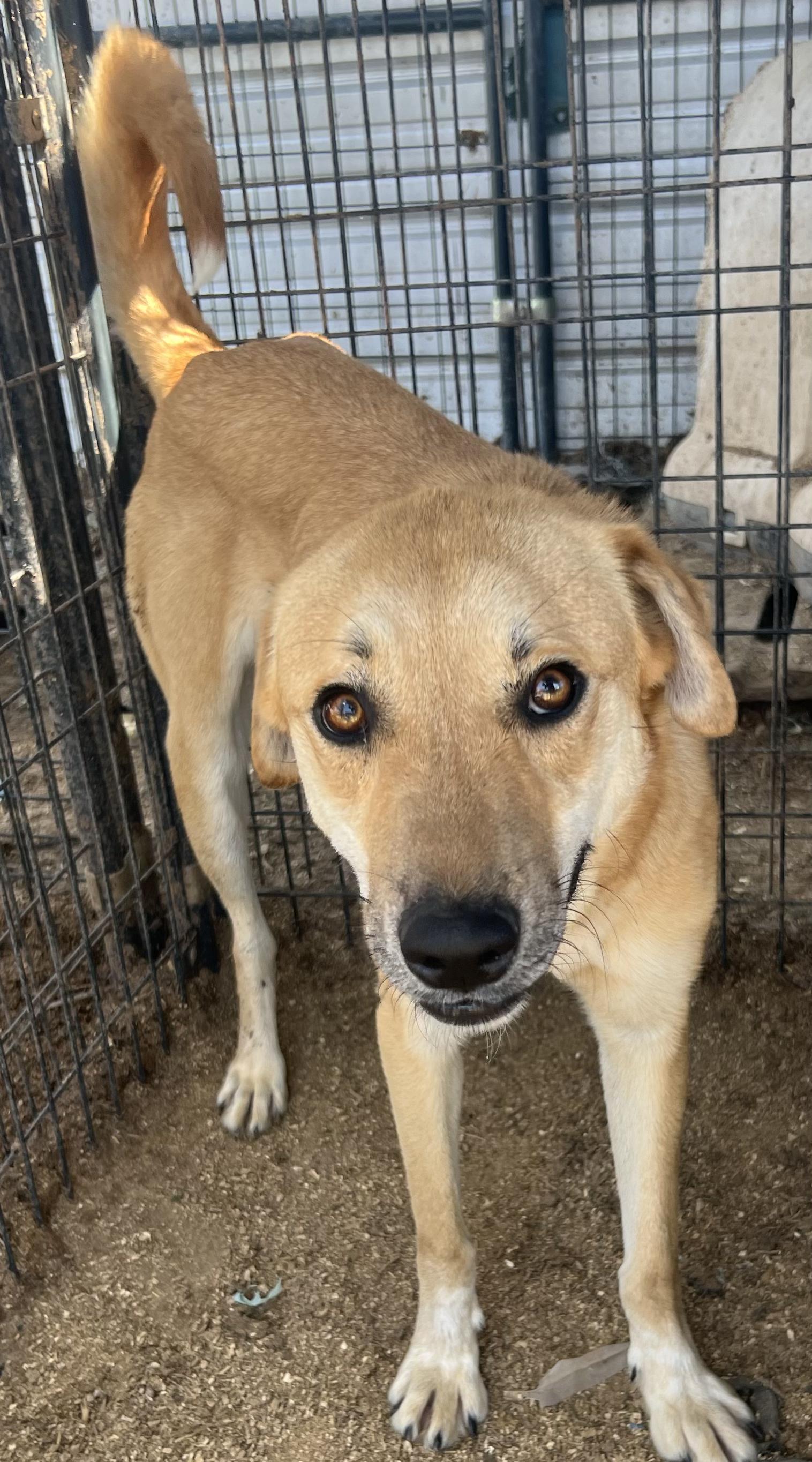 Enlarge Nesta, a Adoptable mixed breed in Grand Junction, CO image 2/3