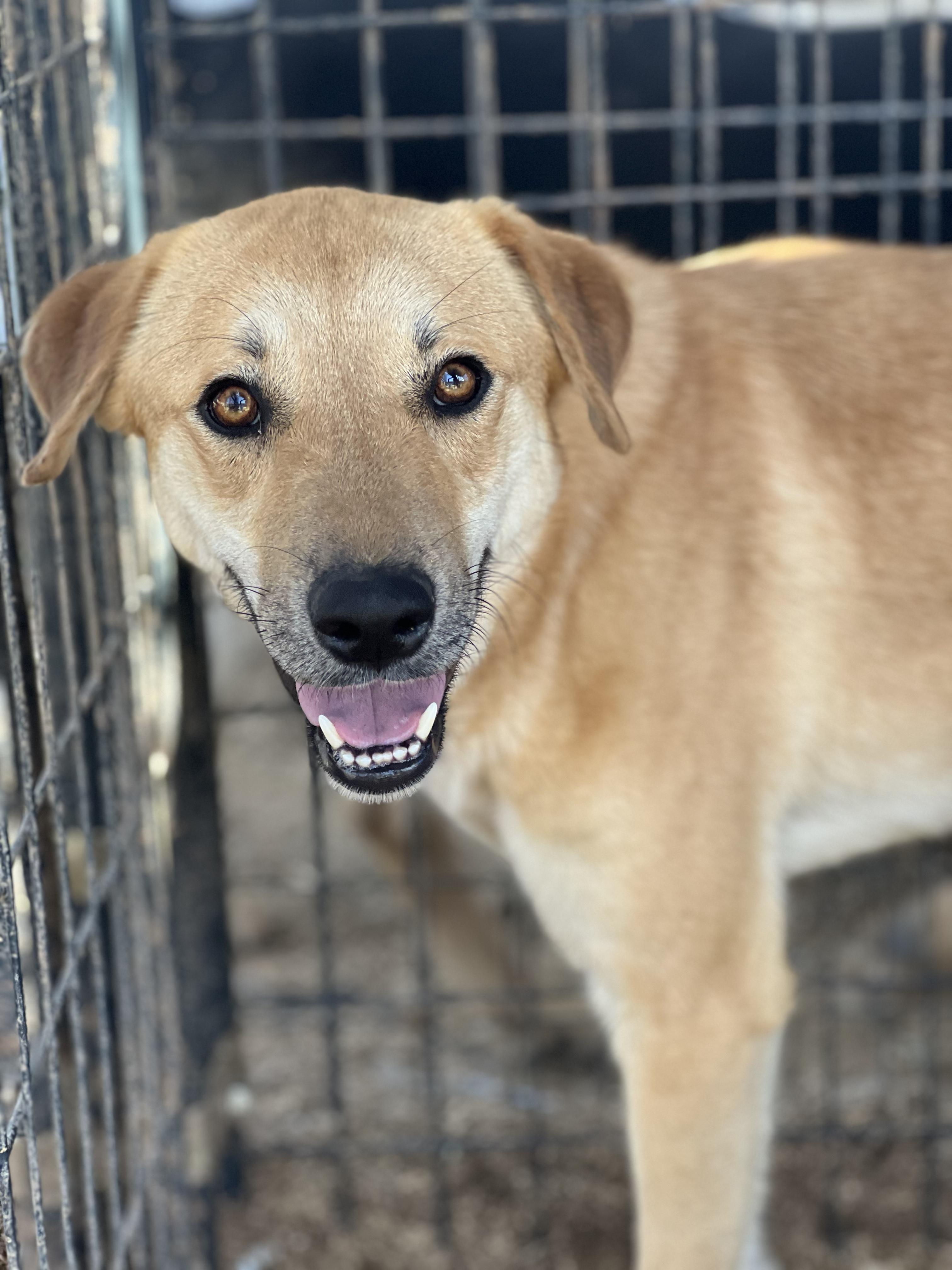 Enlarge Nesta, a Adoptable mixed breed in Grand Junction, CO image 3/3
