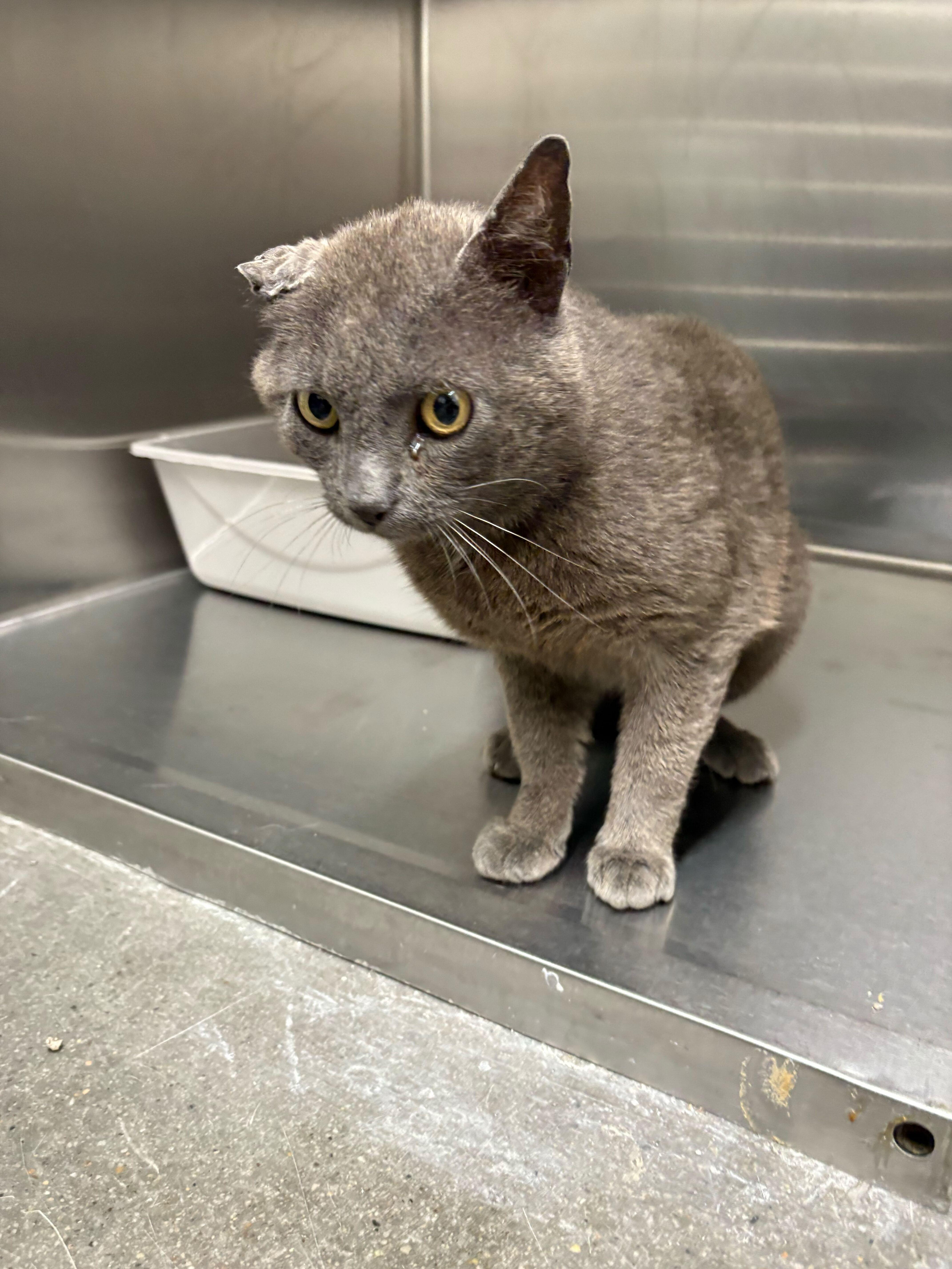Taco Bell, a Adoptable Domestic Short Hair in Waltham, MA image 4/5