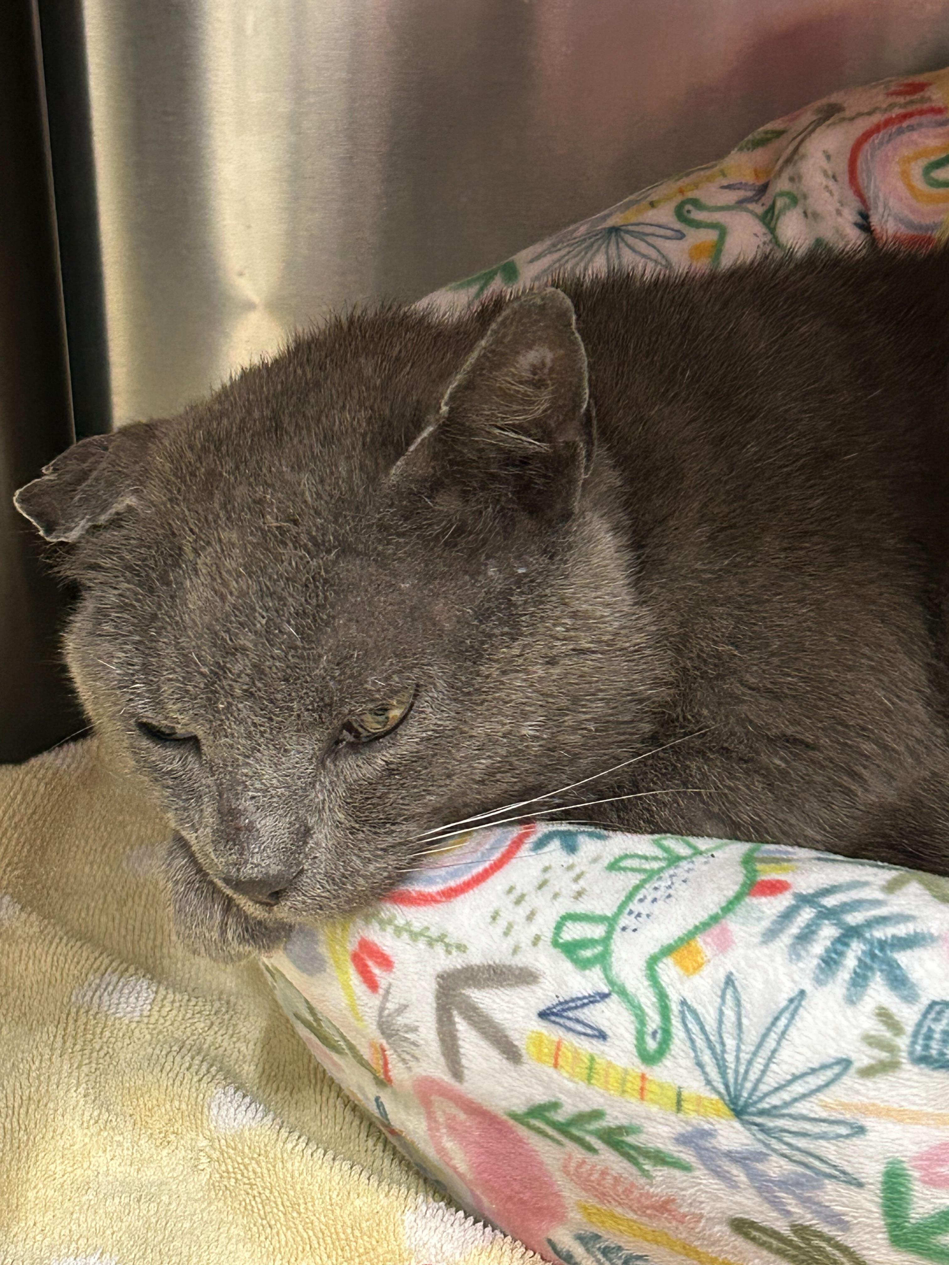 Taco Bell, a Adoptable Domestic Short Hair in Waltham, MA image 5/5