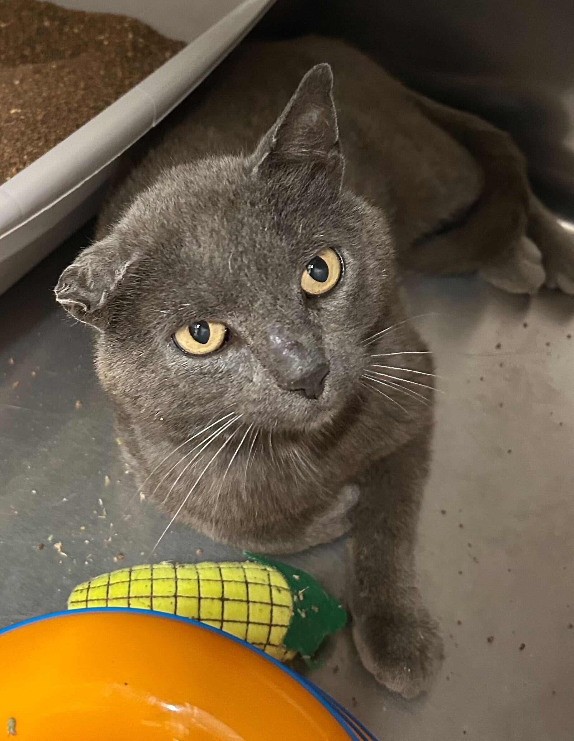 Taco Bell, a Adoptable Domestic Short Hair in Waltham, MA image 1/5