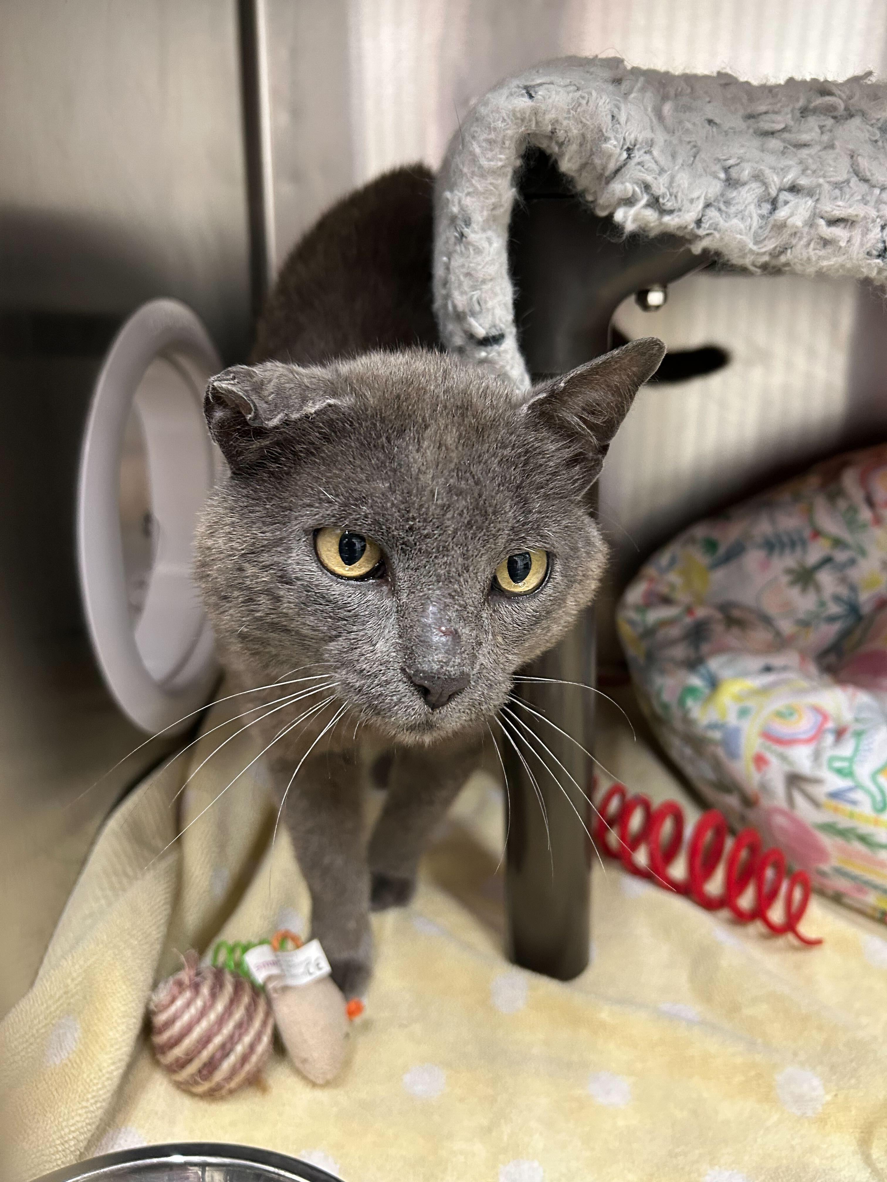 Taco Bell, a Adoptable Domestic Short Hair in Waltham, MA image 3/5