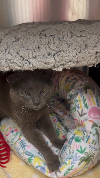 Enlarge Taco Bell, a Adoptable Domestic Short Hair in Waltham, MA video 2/5