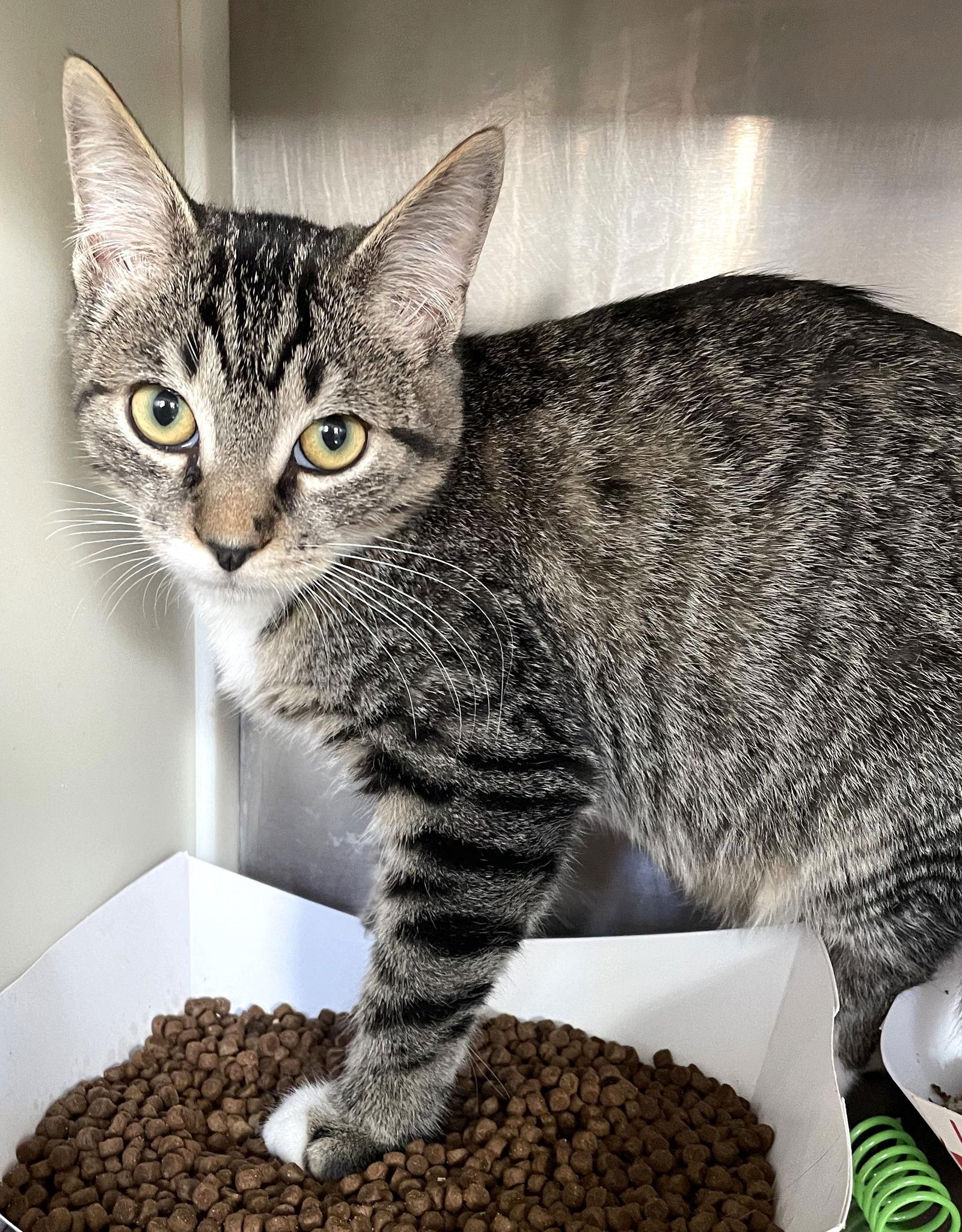 East, Adoptable, Young Male Tabby.