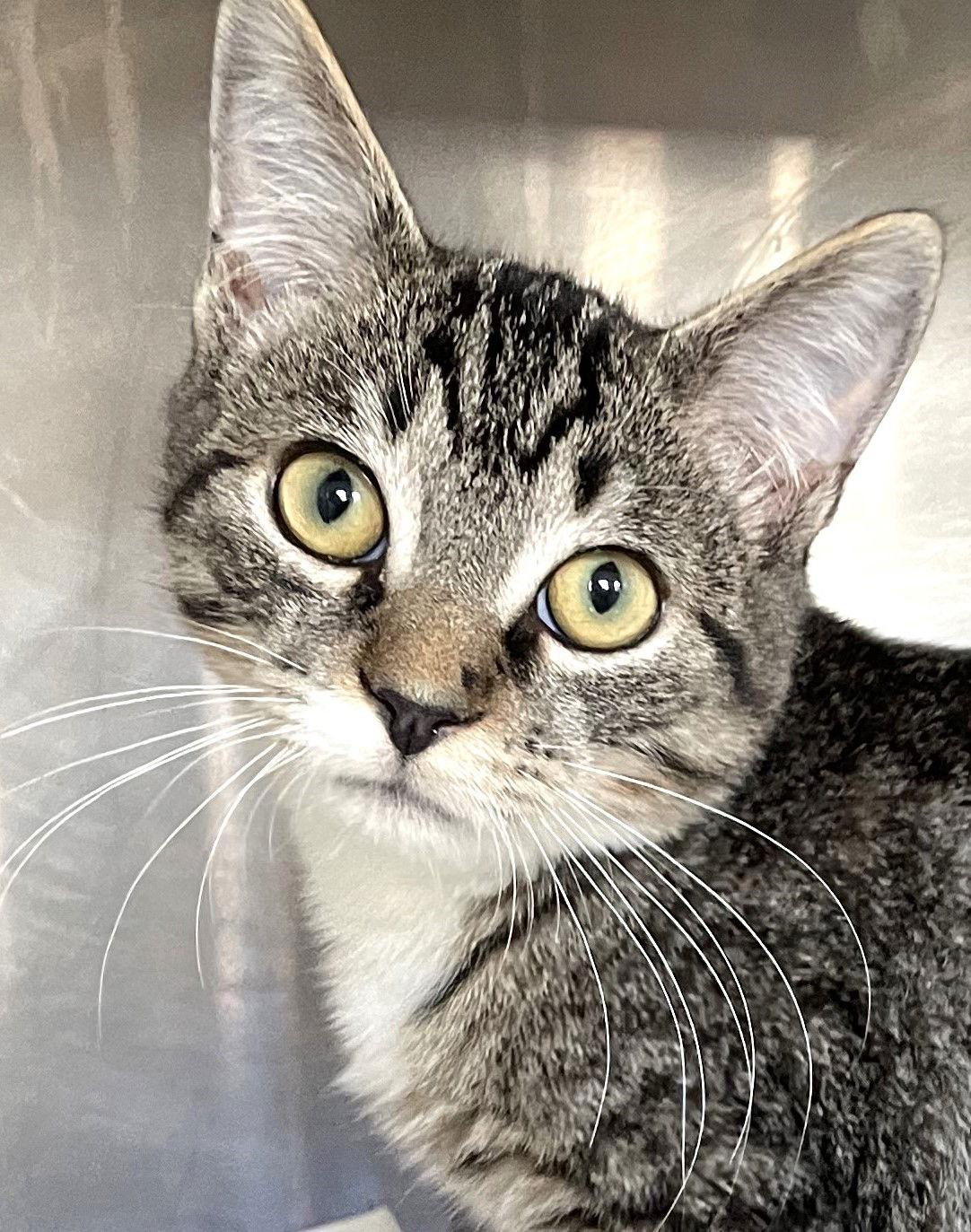 Enlarge East, a Adoptable Tabby in Carrollton, GA image 2/3