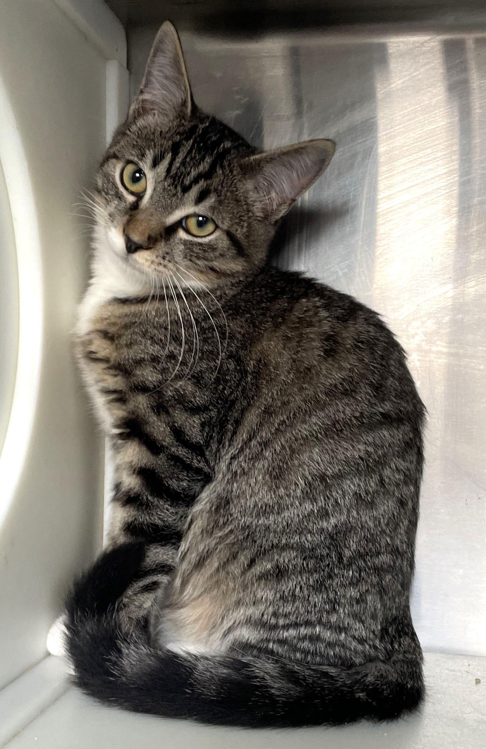 Enlarge East, a Adoptable Tabby in Carrollton, GA image 3/3