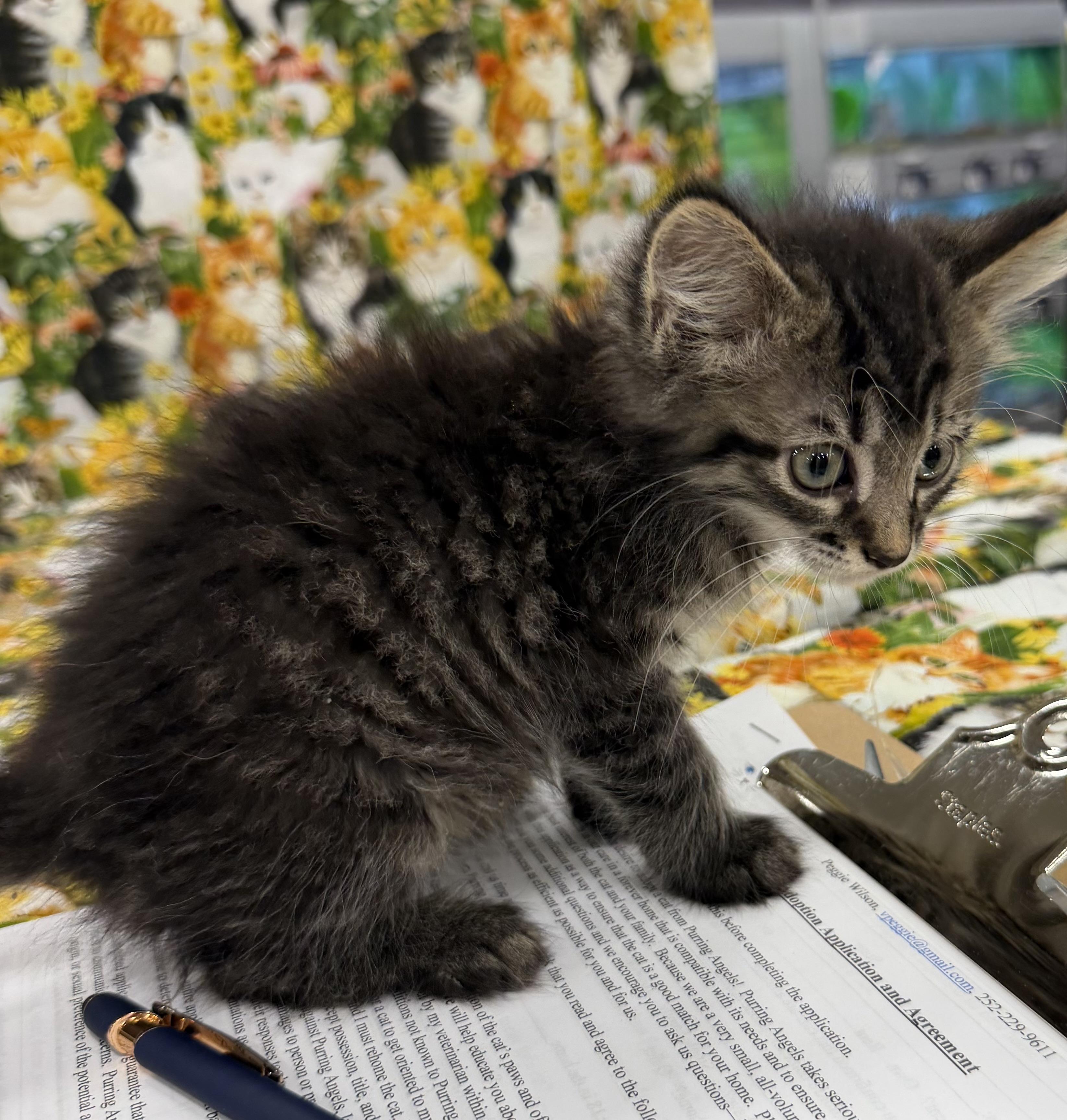 Archie, ADOPTABLE, Kitten Male Tabby.