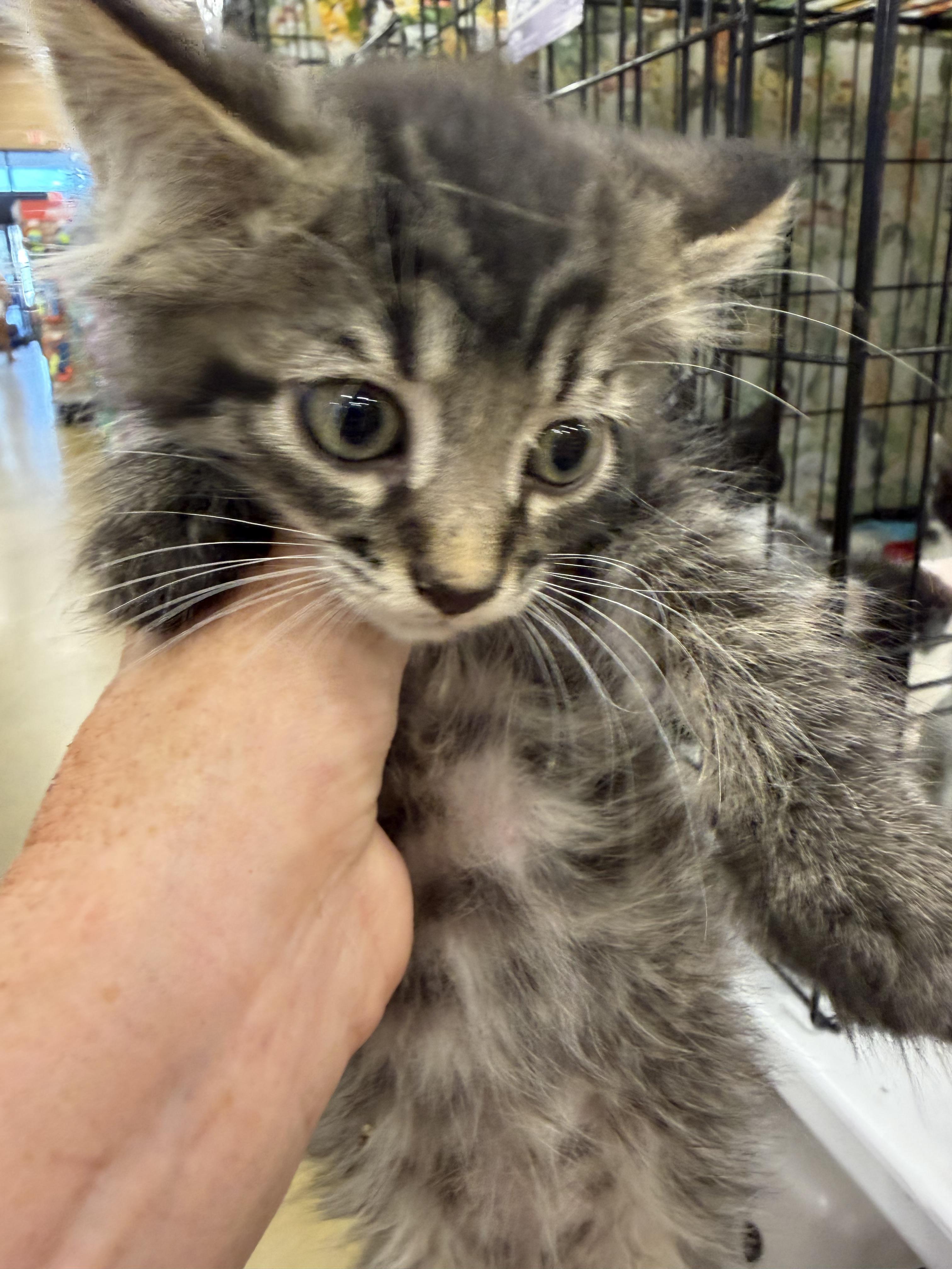 Archie, a ADOPTABLE Tabby in Bridgeton, NC image 3/3
