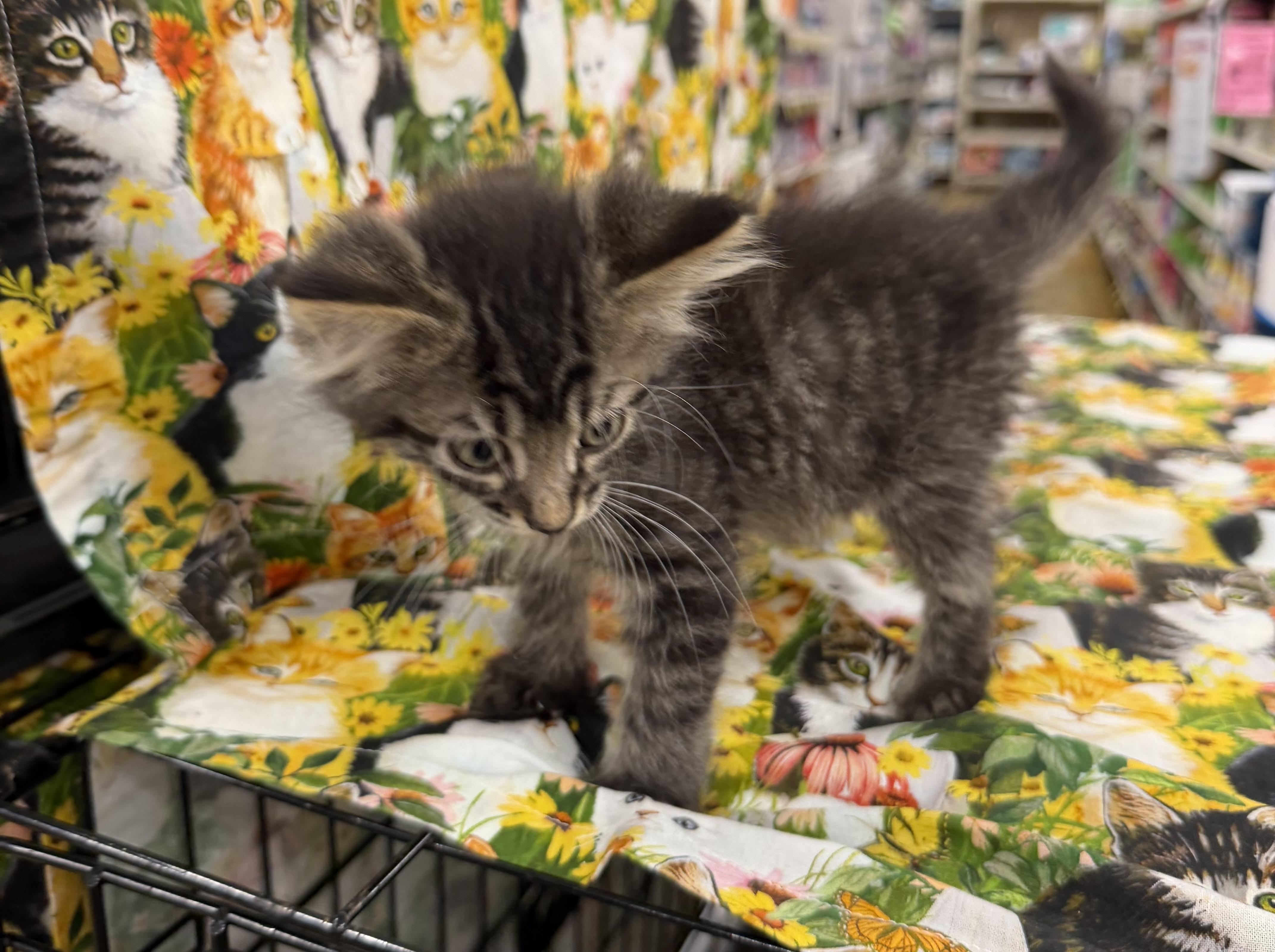 Archie, a ADOPTABLE Tabby in Bridgeton, NC image 2/3